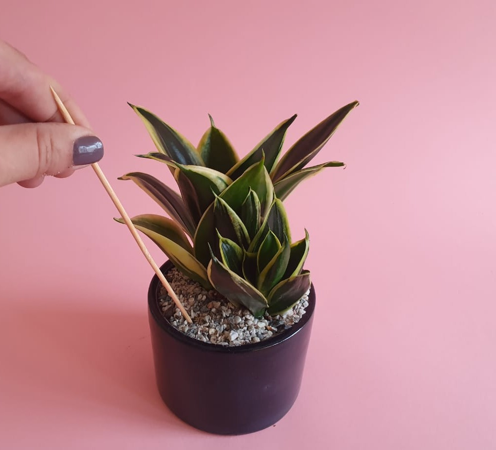 Watering plants