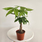 Miniature Money Tree