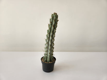Stenocereus Beneckei Cactus