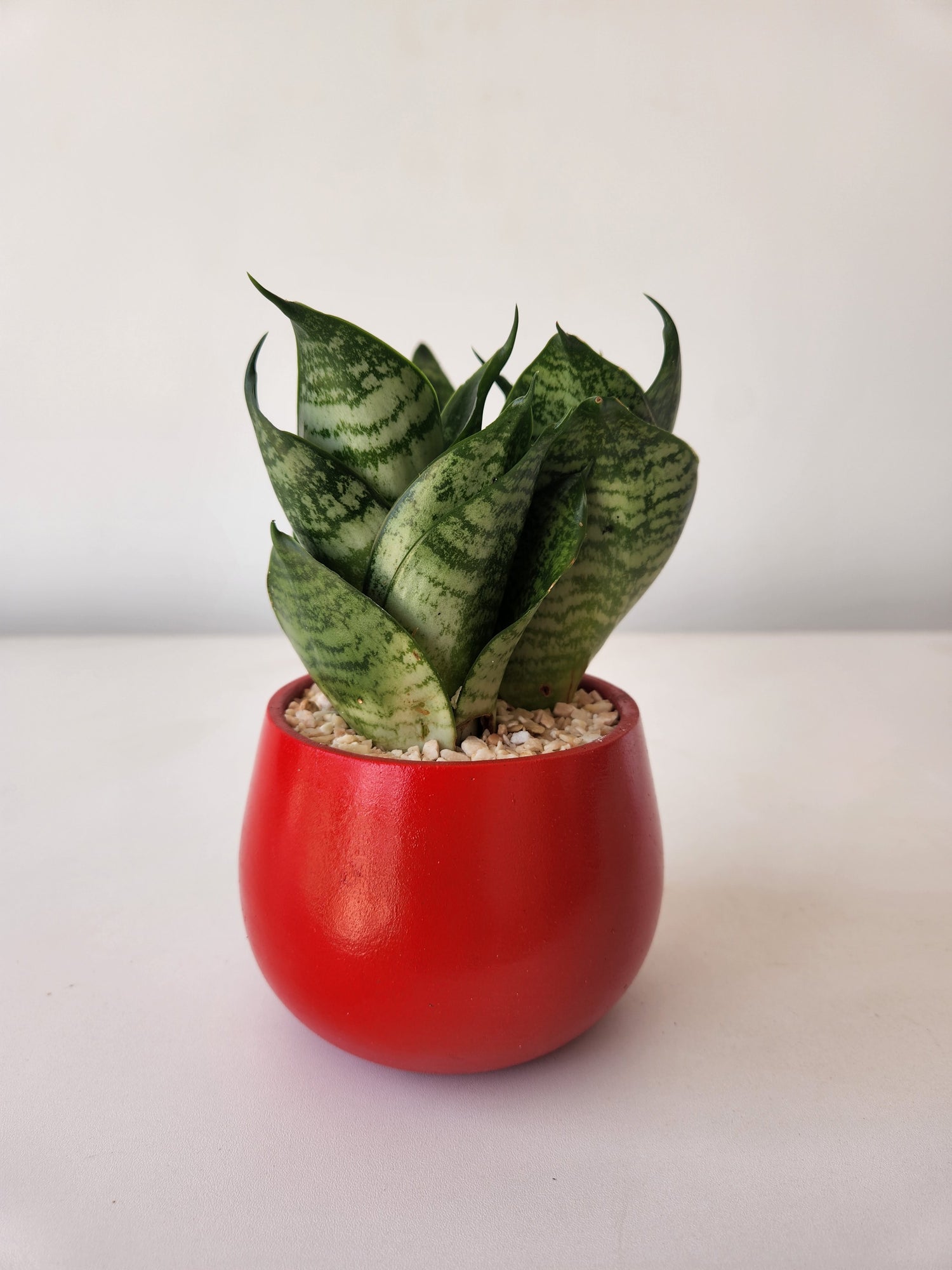 Snake Plant Small