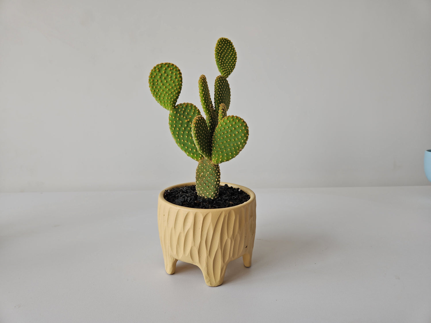 Legged Textured Planter