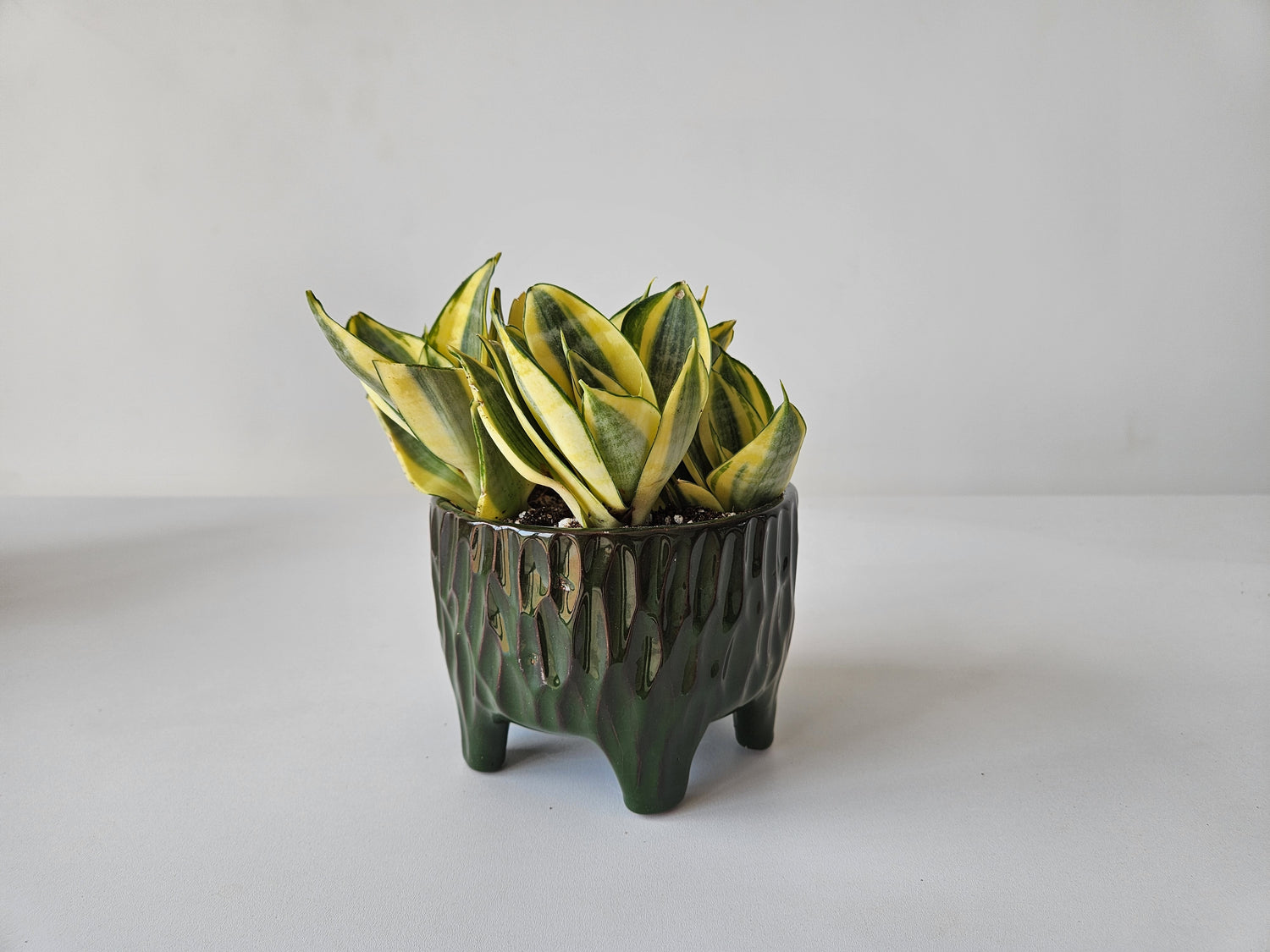 Legged Textured Planter