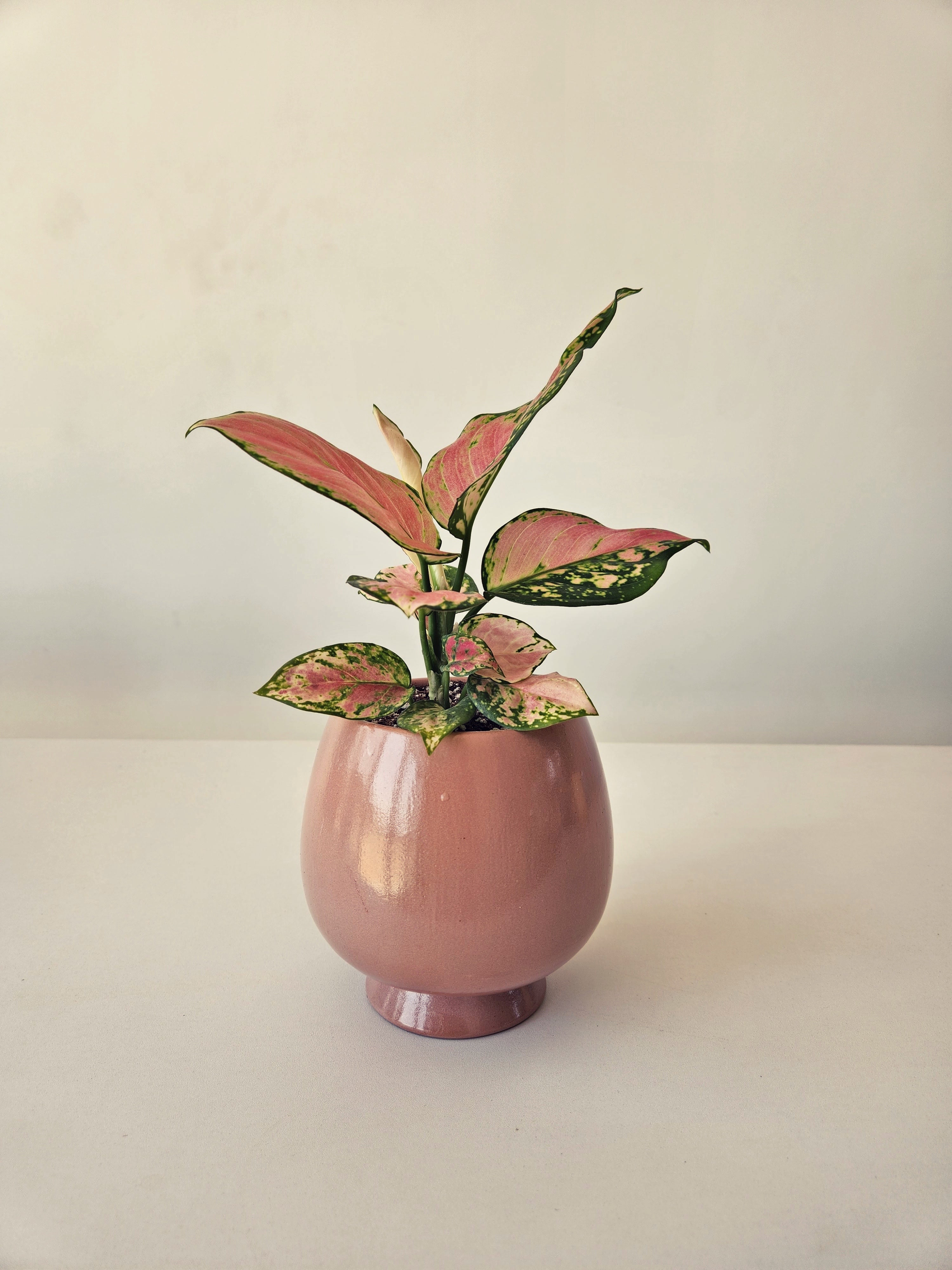 Aglaonema Pink Dalmatian