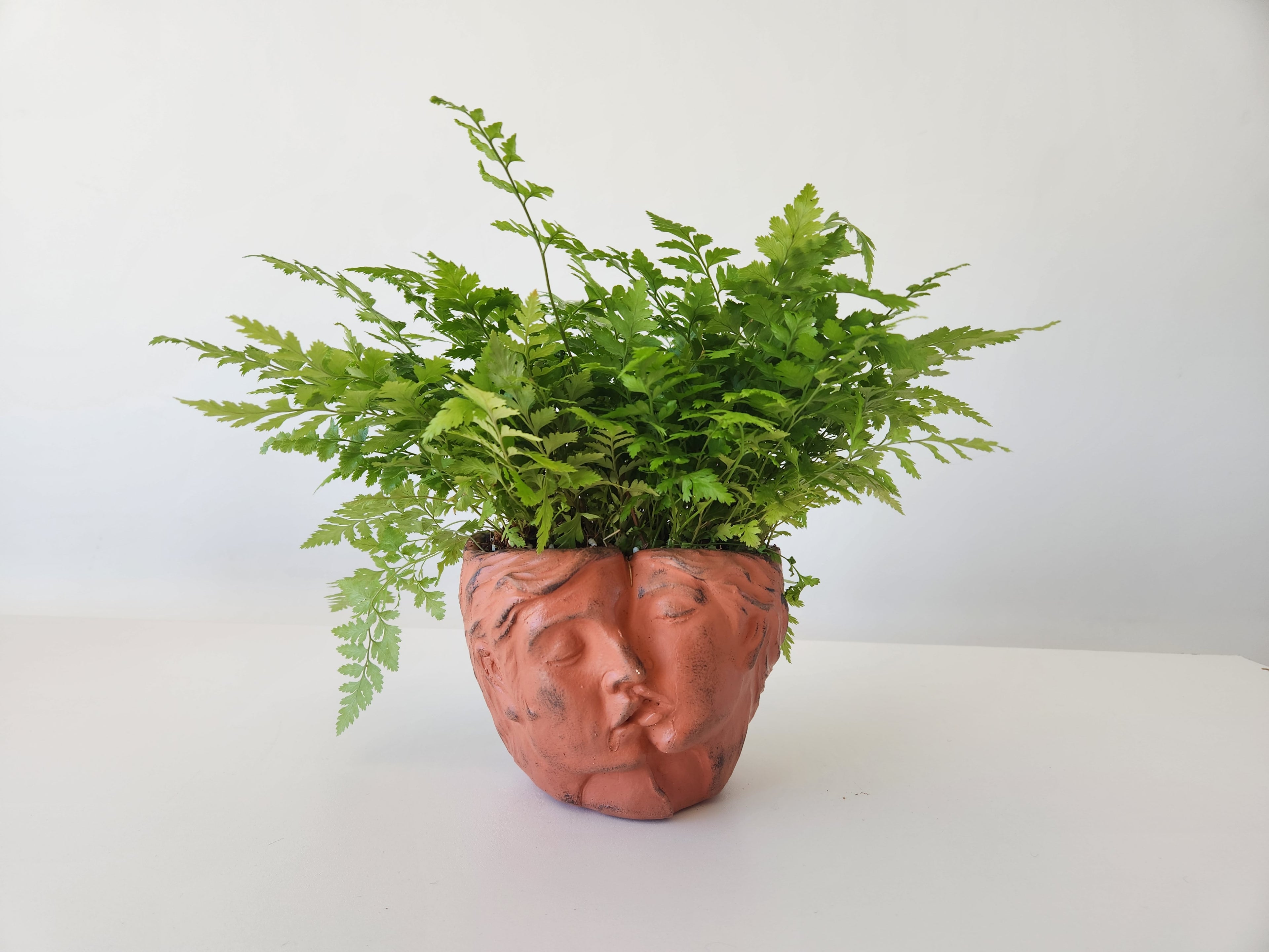 Boston Fern