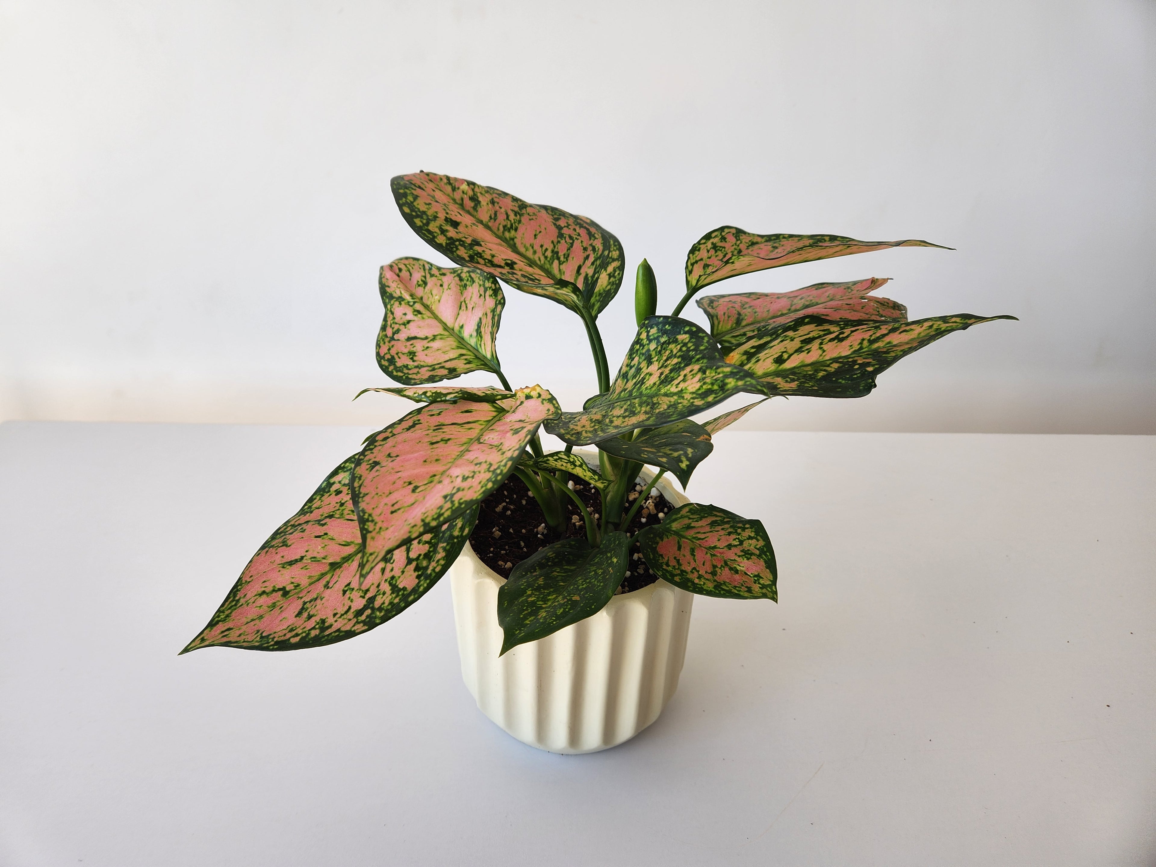 Aglaonema Pink Dalmatian