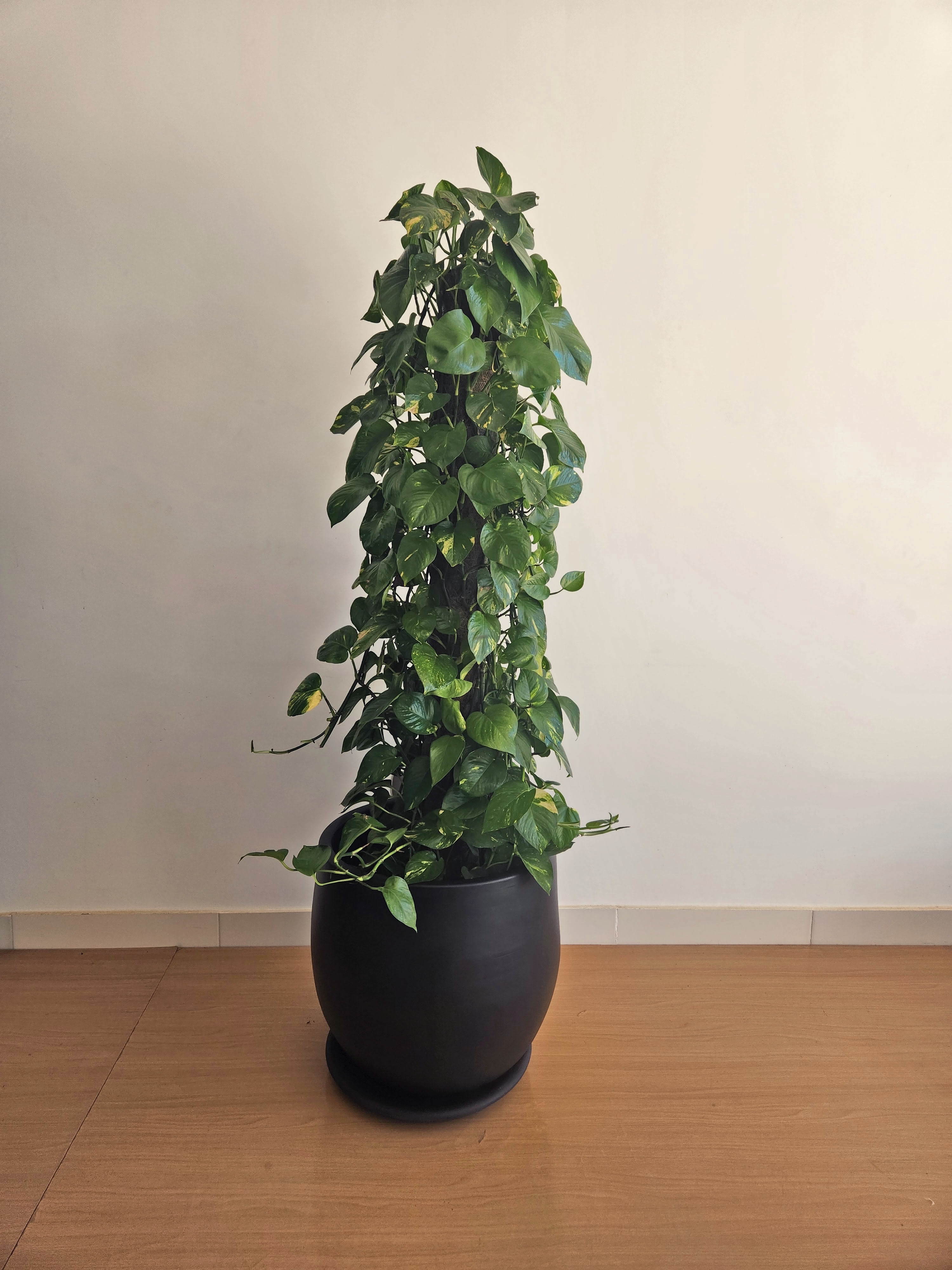 Pothos on a stick