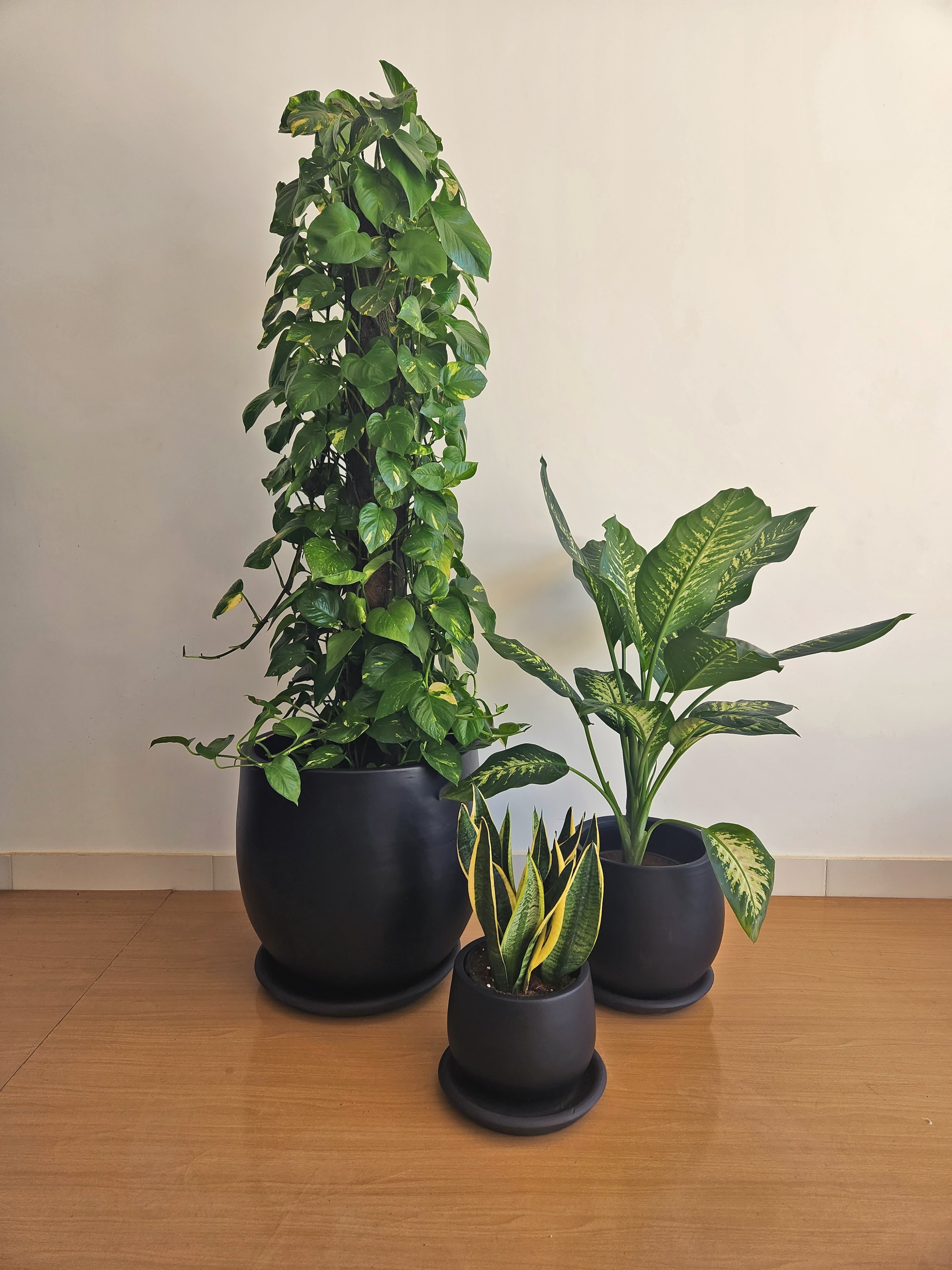 Large Low Light Plant Trios - Black Plastic Pots