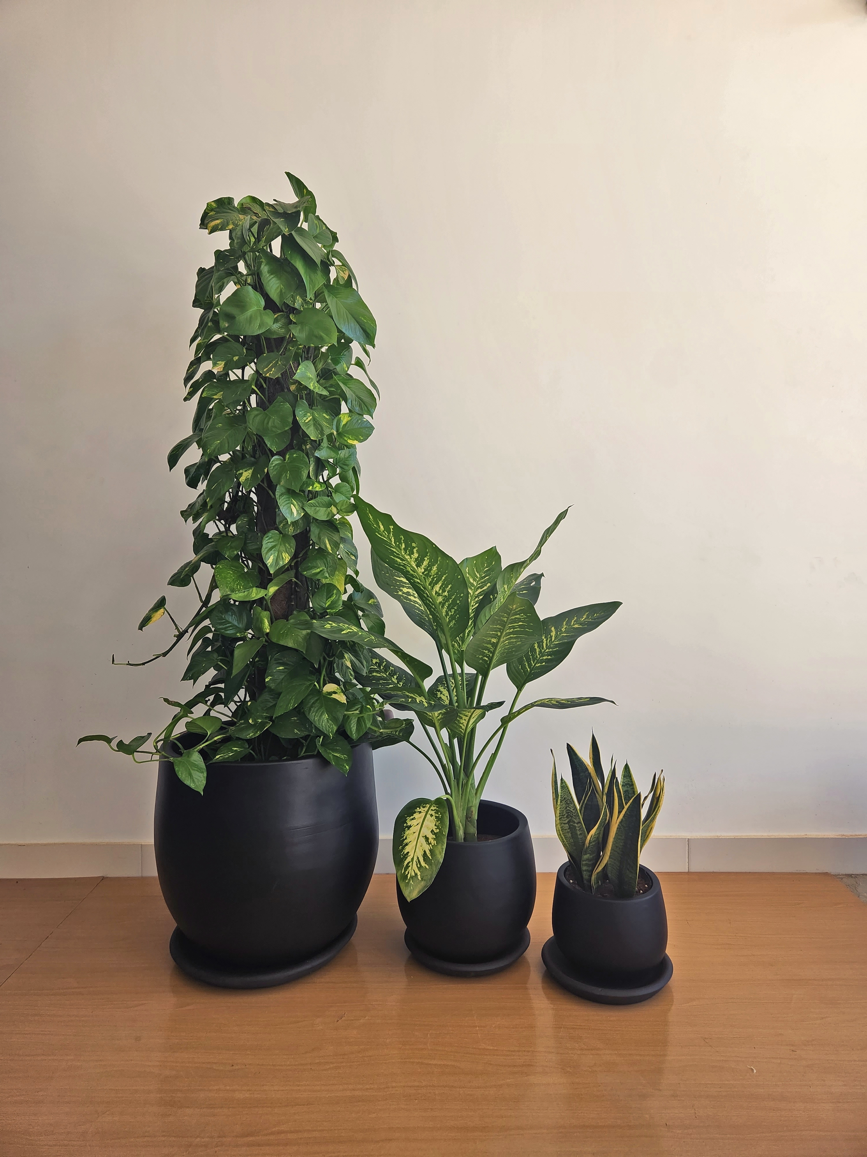 Large Low Light Plant Trios - Black Plastic Pots