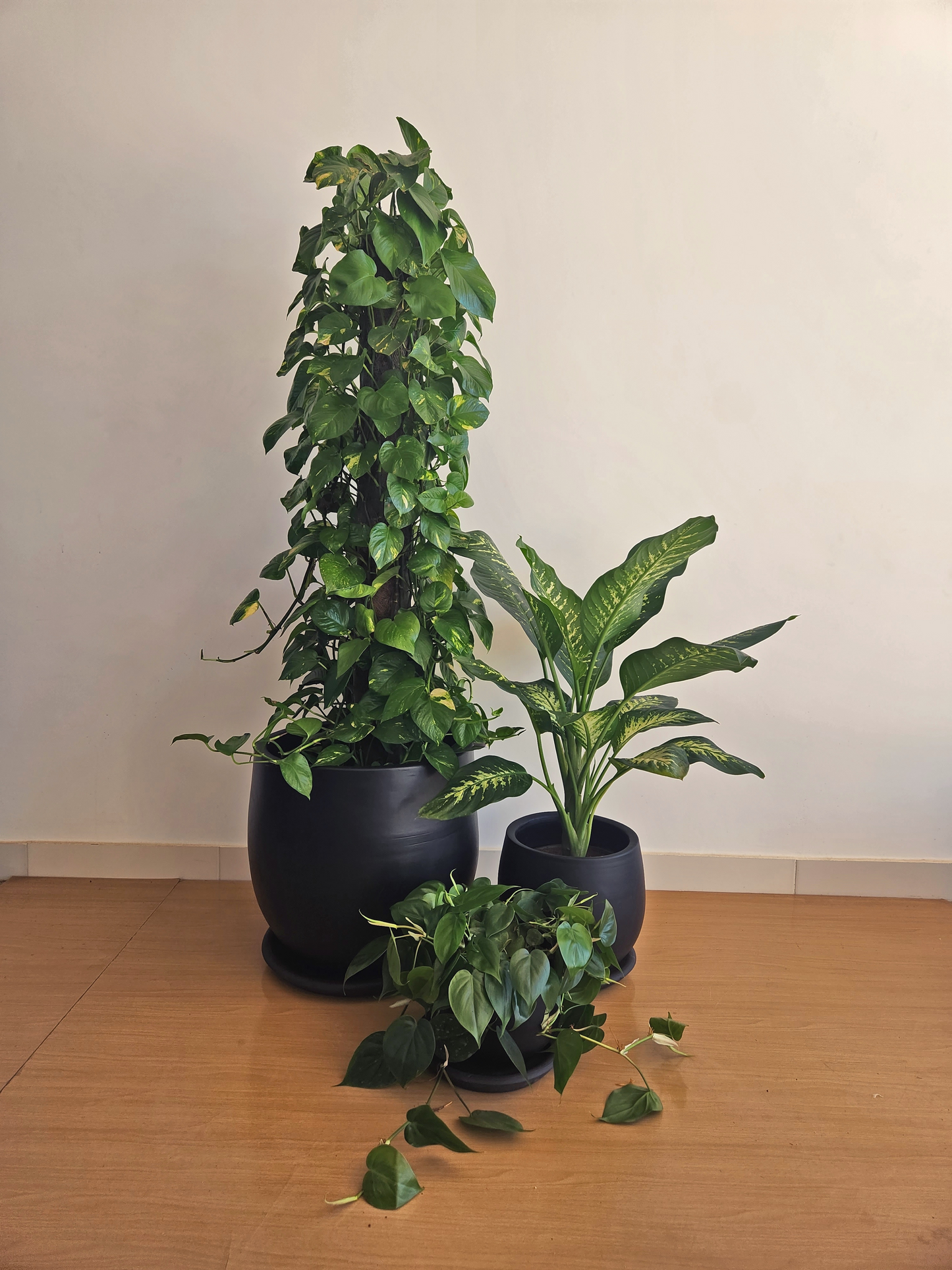 Large Low Light Plant Trios - Black Plastic Pots