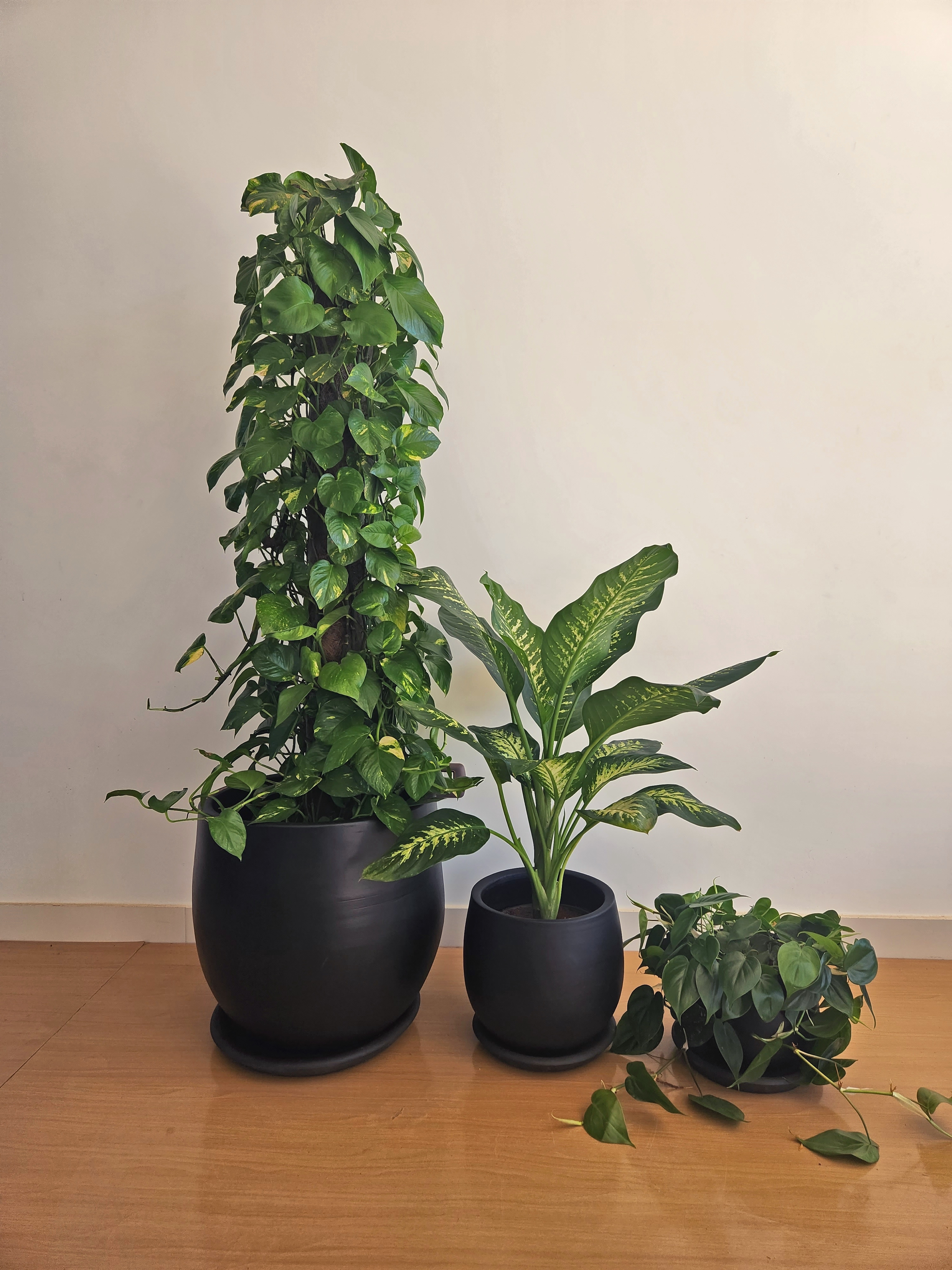 Large Low Light Plant Trios - Black Plastic Pots