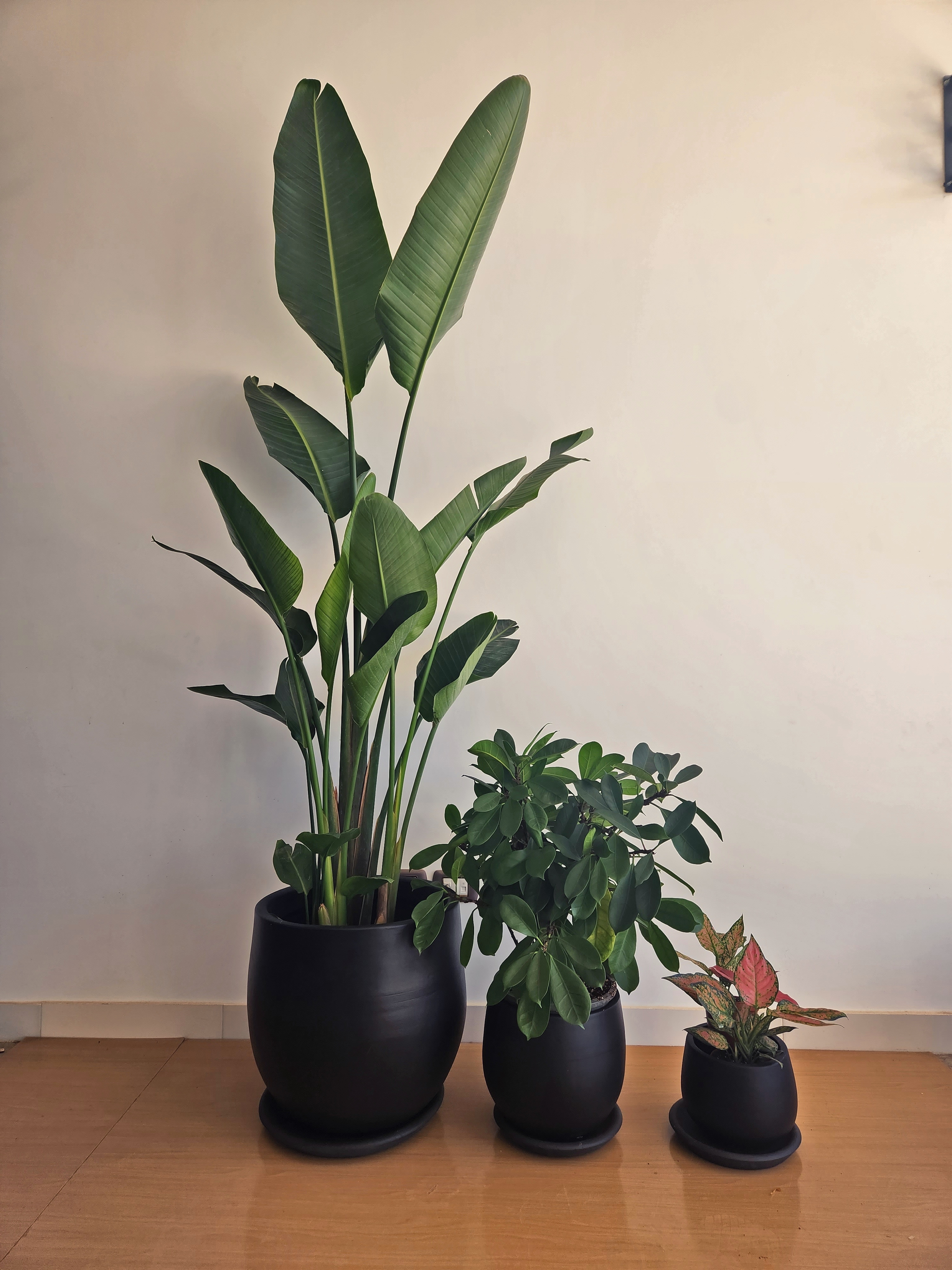 Large Medium Light Plant Trios - Black Plastic Pots