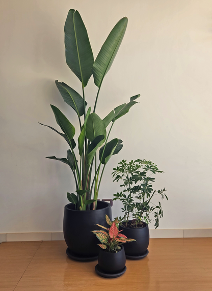 Large Medium Light Plant Trios - Black Plastic Pots