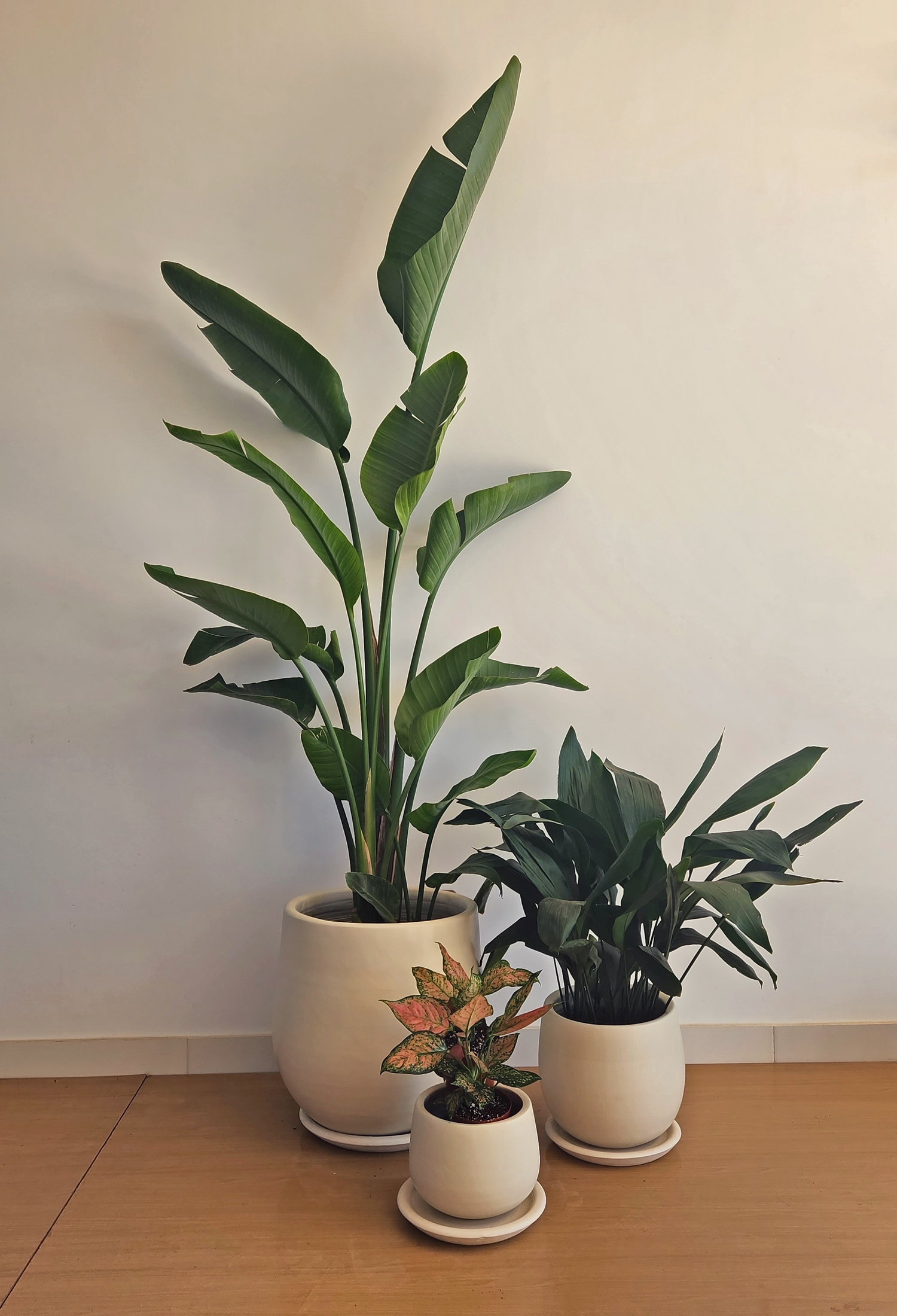 Large Medium Light Plant Trios - Black Plastic Pots