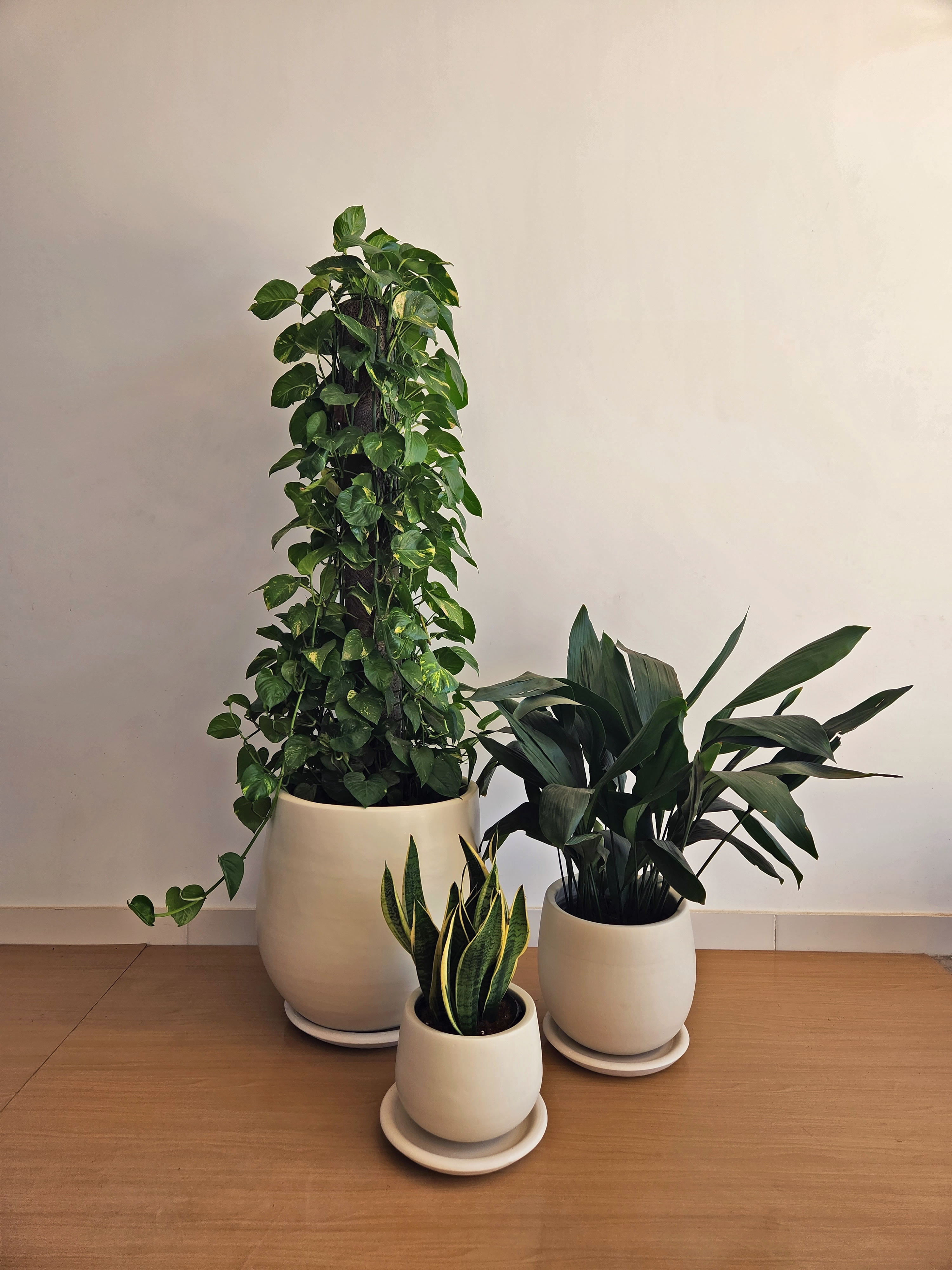 Large Low Light Plant Trios - Black Plastic Pots