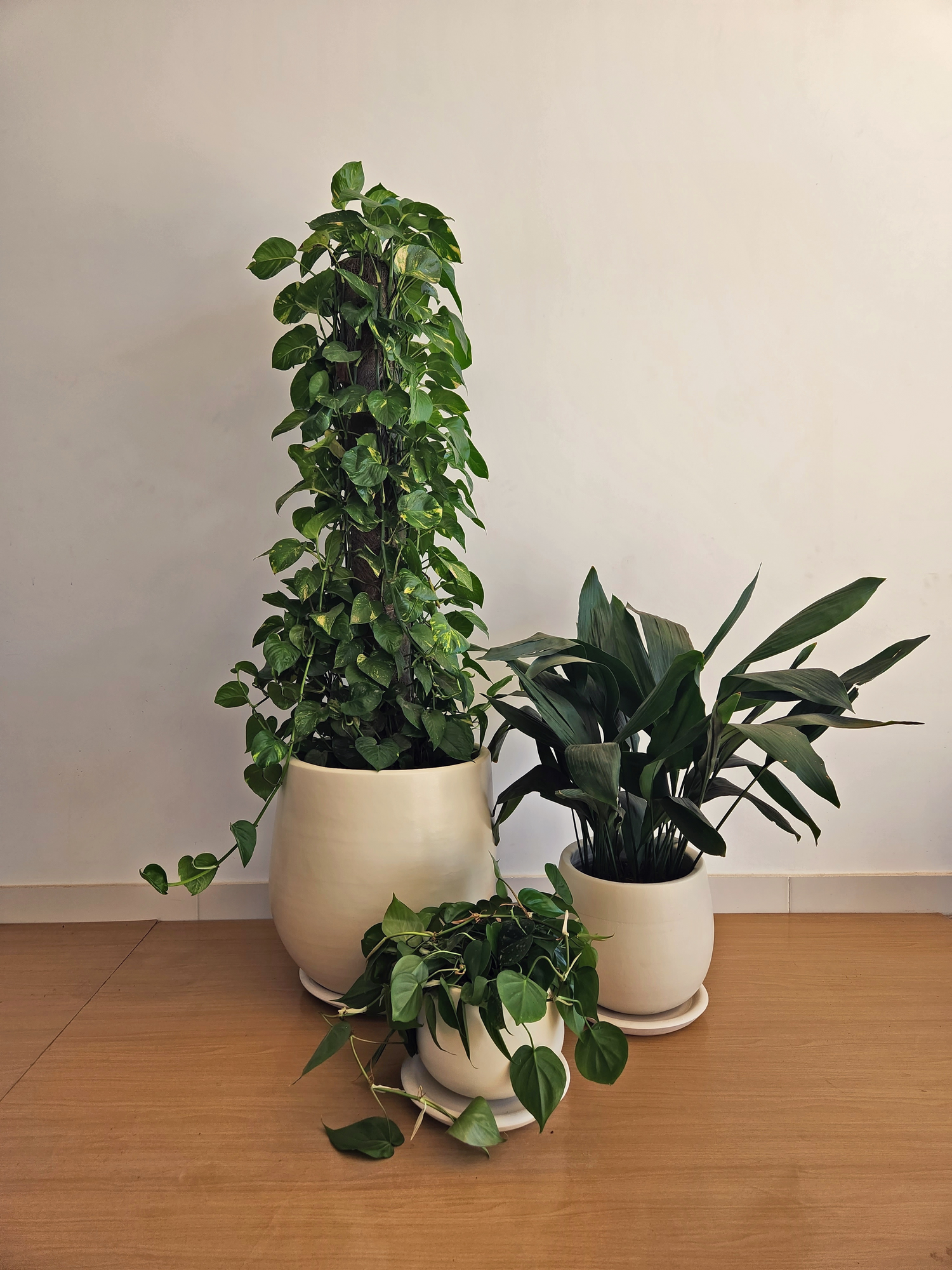 Large Low Light Plant Trios - Black Plastic Pots