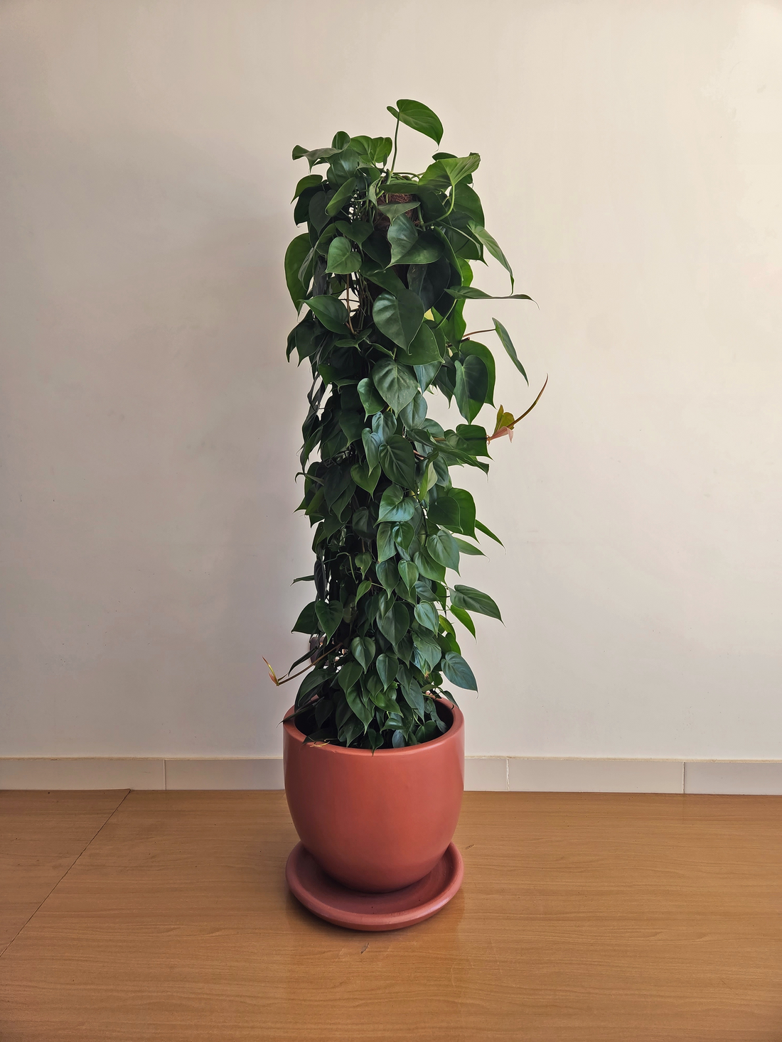 Philodendron Tree