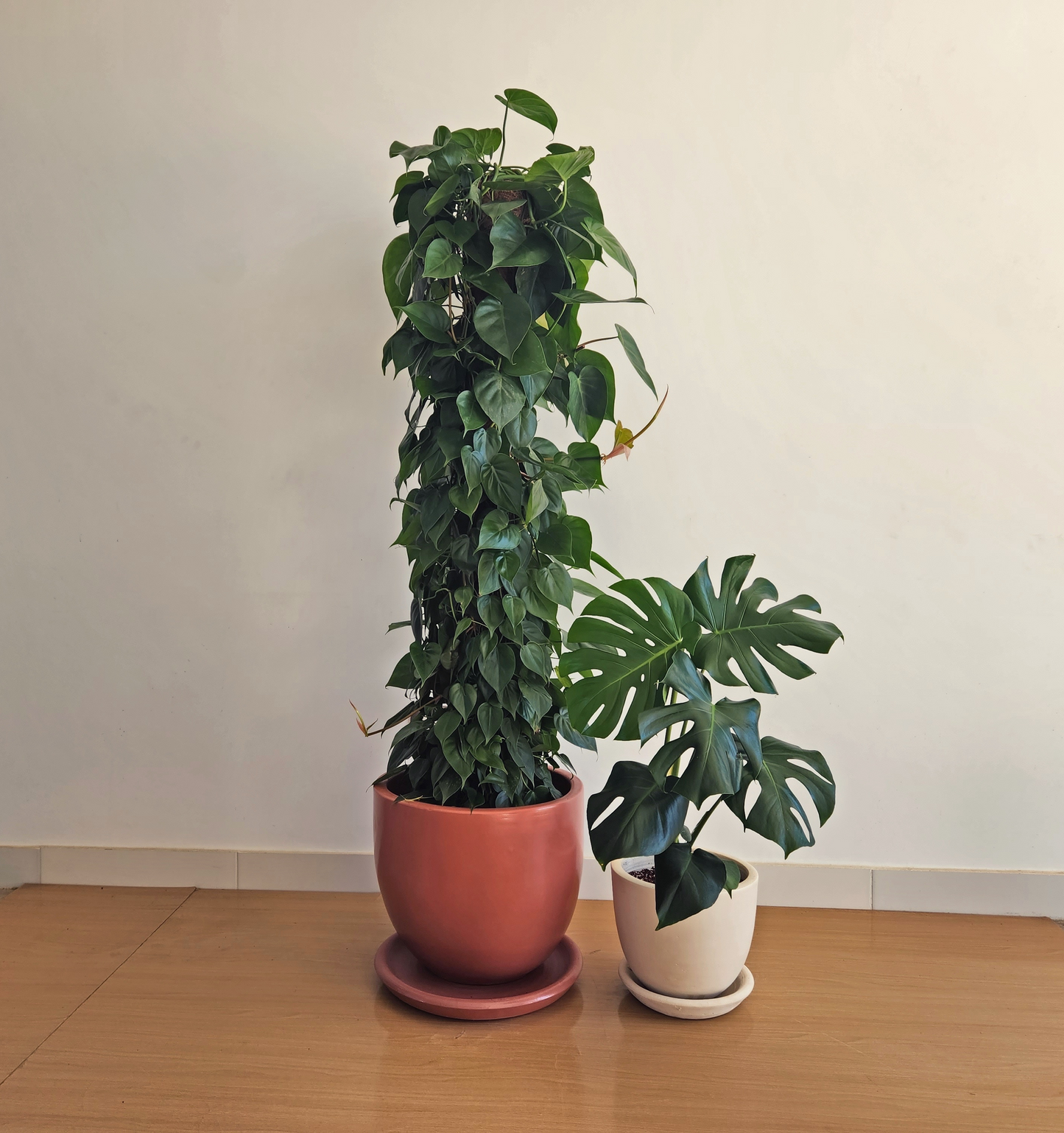 Philodendron Tree