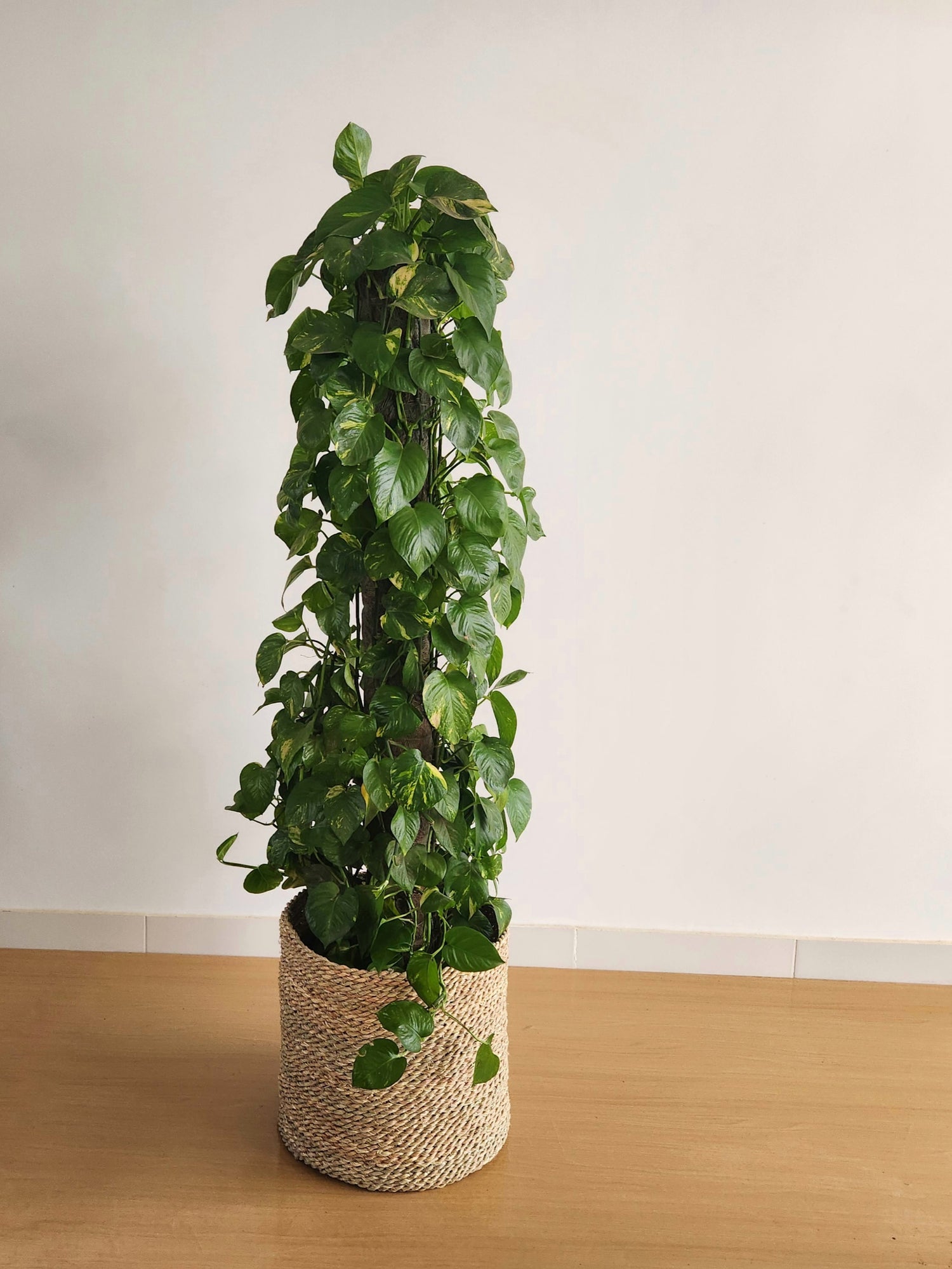 Pothos on a stick