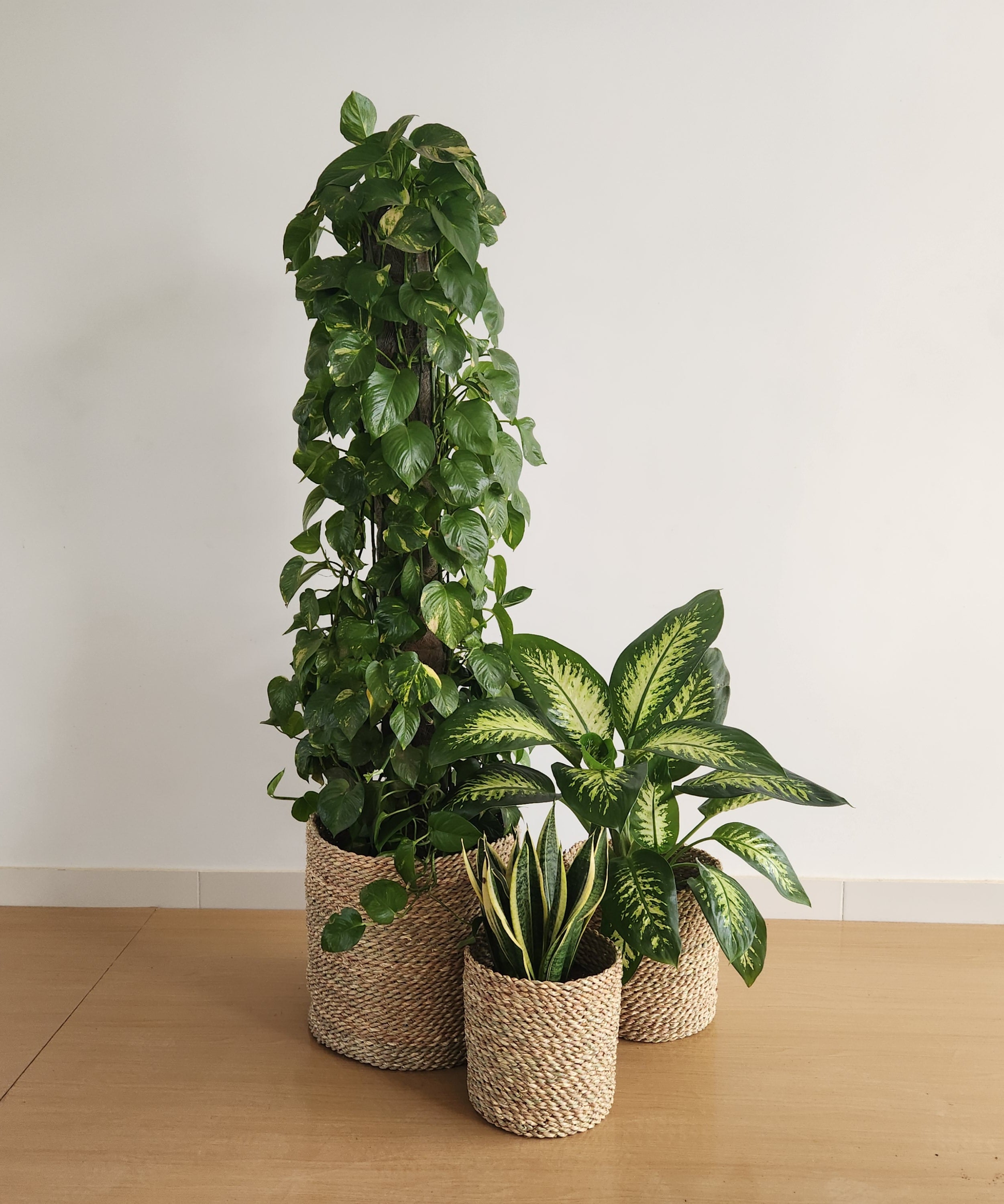 Large Low Light Plant Trios - Black Plastic Pots