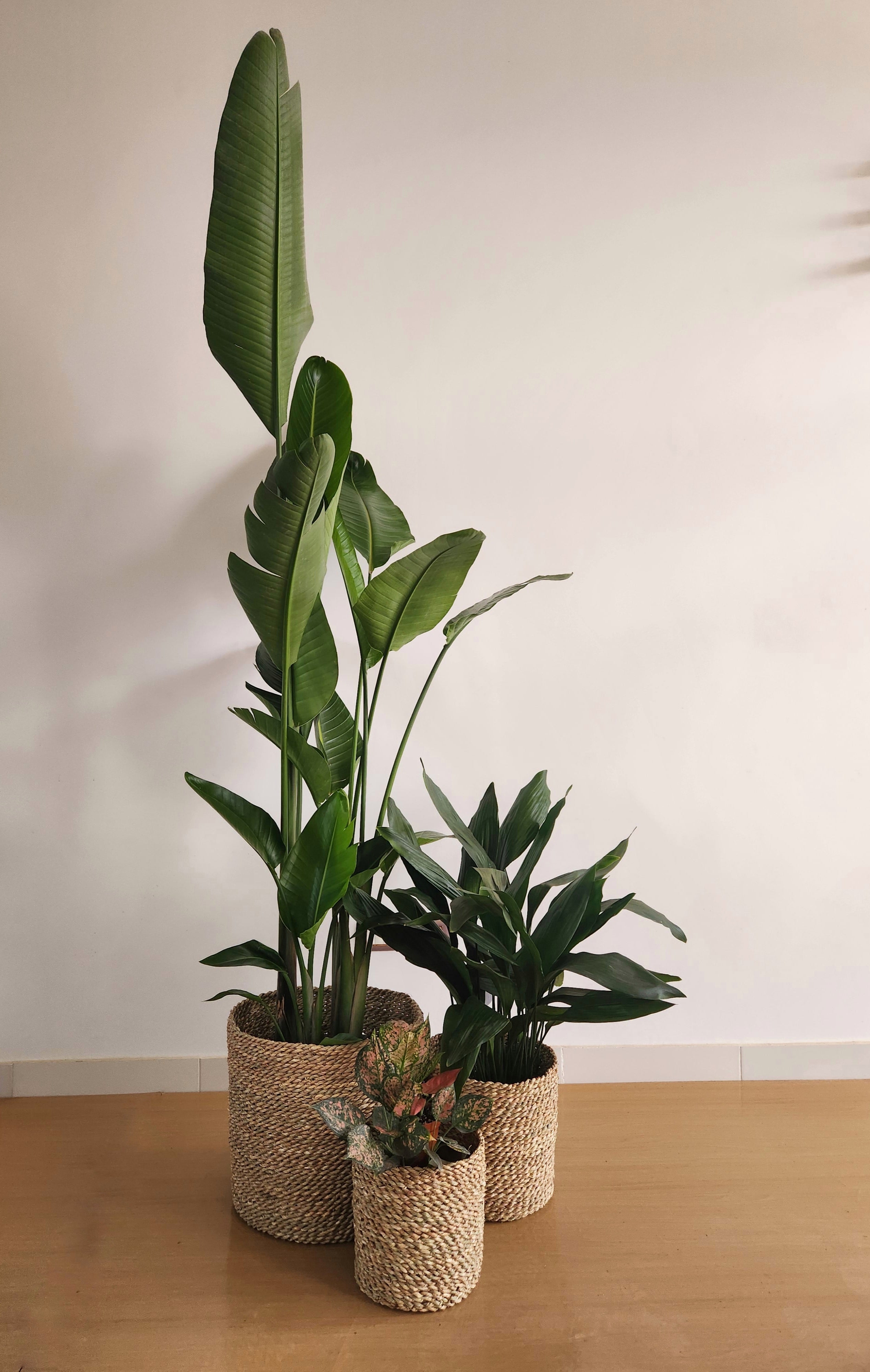 Large Medium Light Plant Trios - Black Plastic Pots