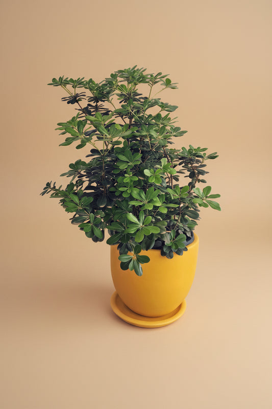 Pittosporum - Plantcultcairo