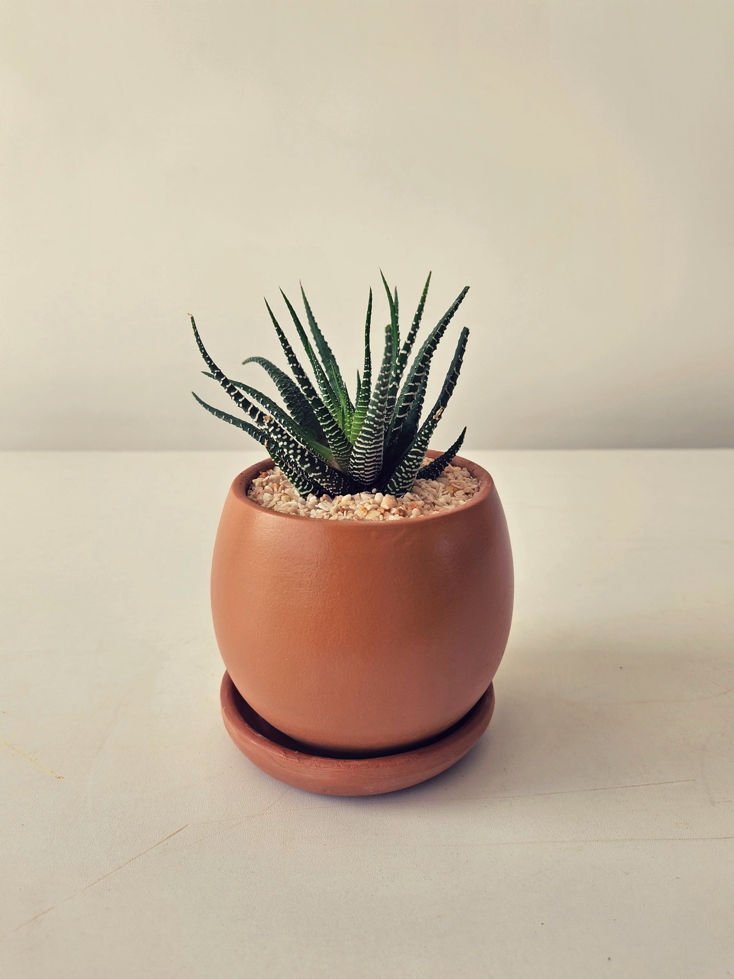 Haworthia Zebra