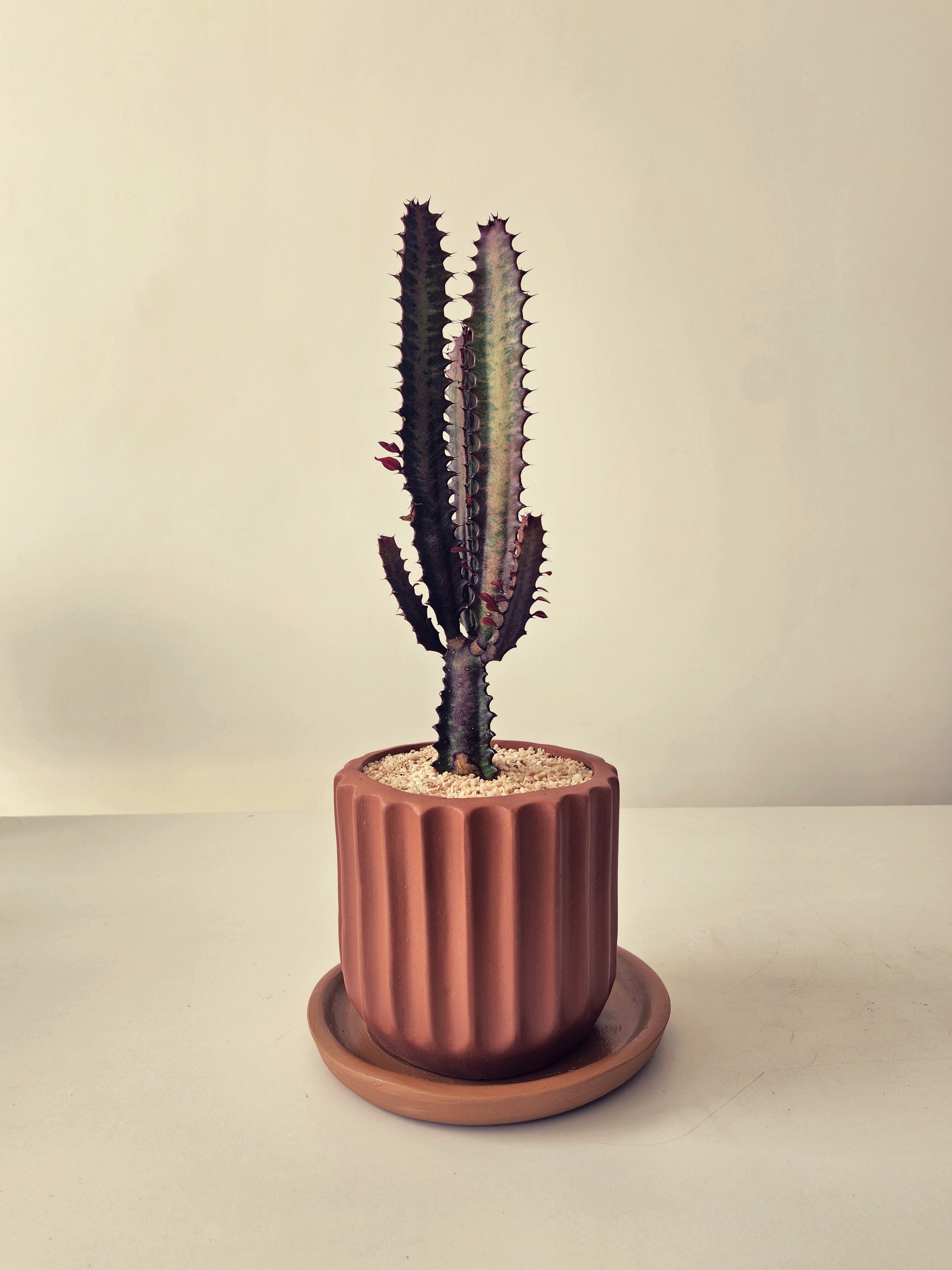 Euphorbia Trigona Rubra