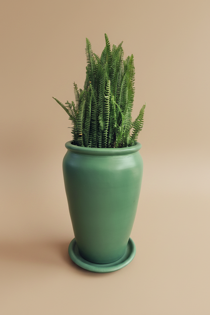 Sword Fern - Plantcultcairo