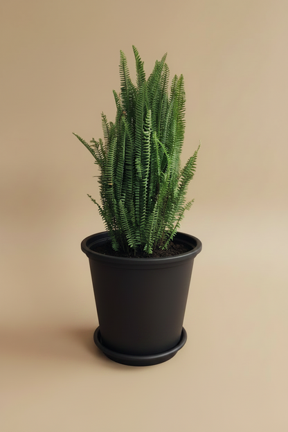 Sword Fern - Plantcultcairo