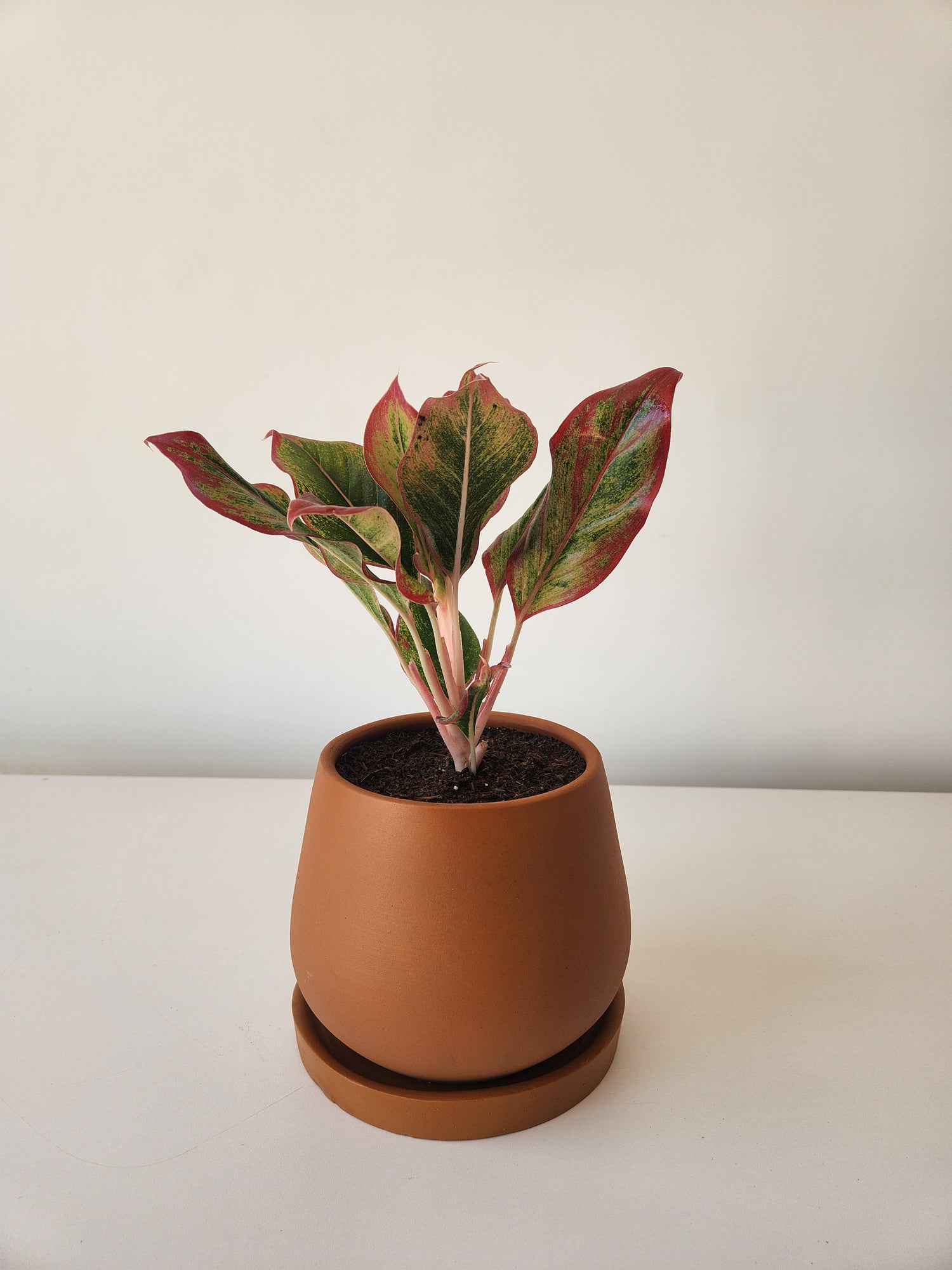 Red Aglaonema