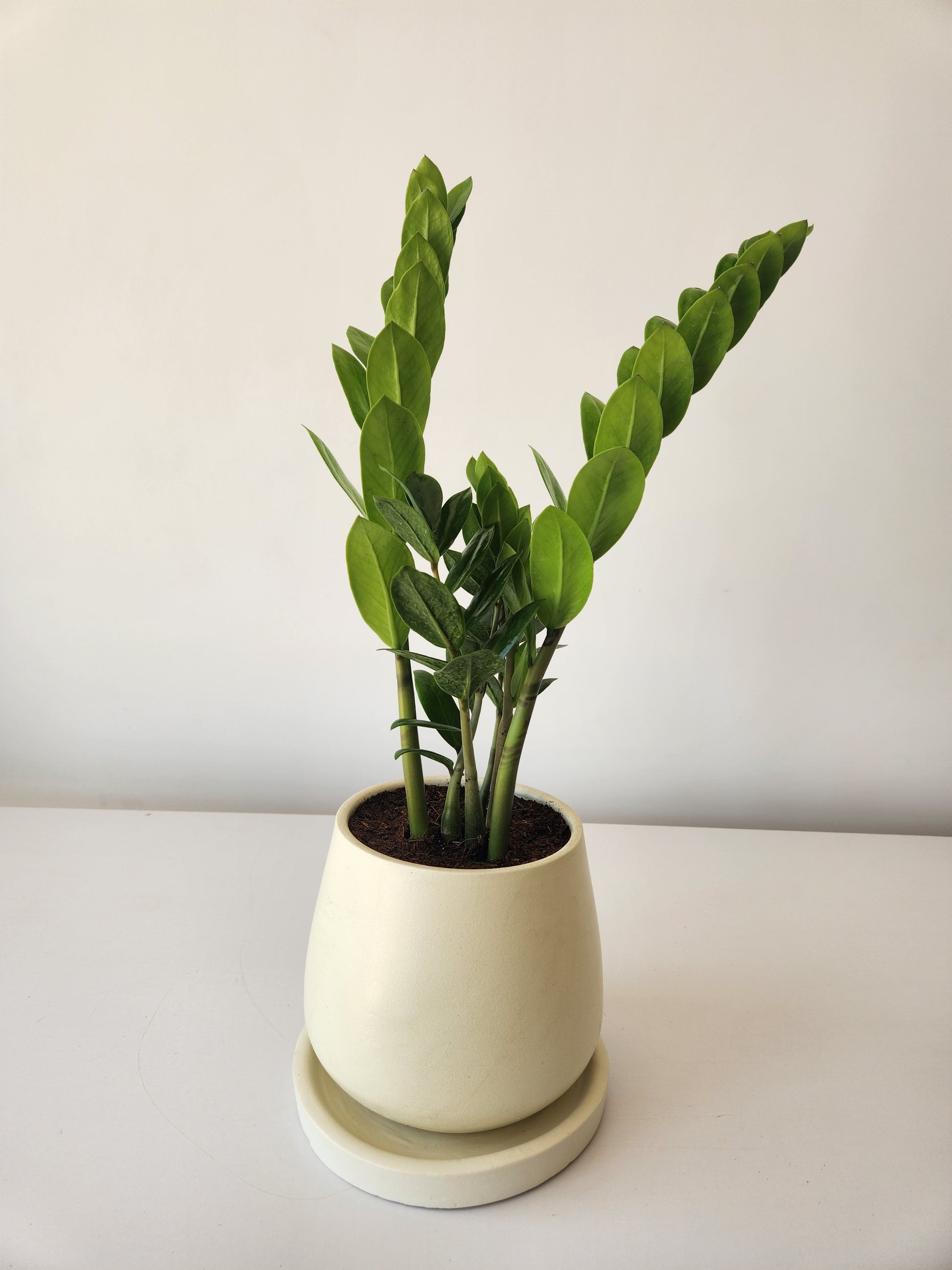 zamia indoor plant ZZ Plant | Zamioculcas Zamiifolia Indoor Plant