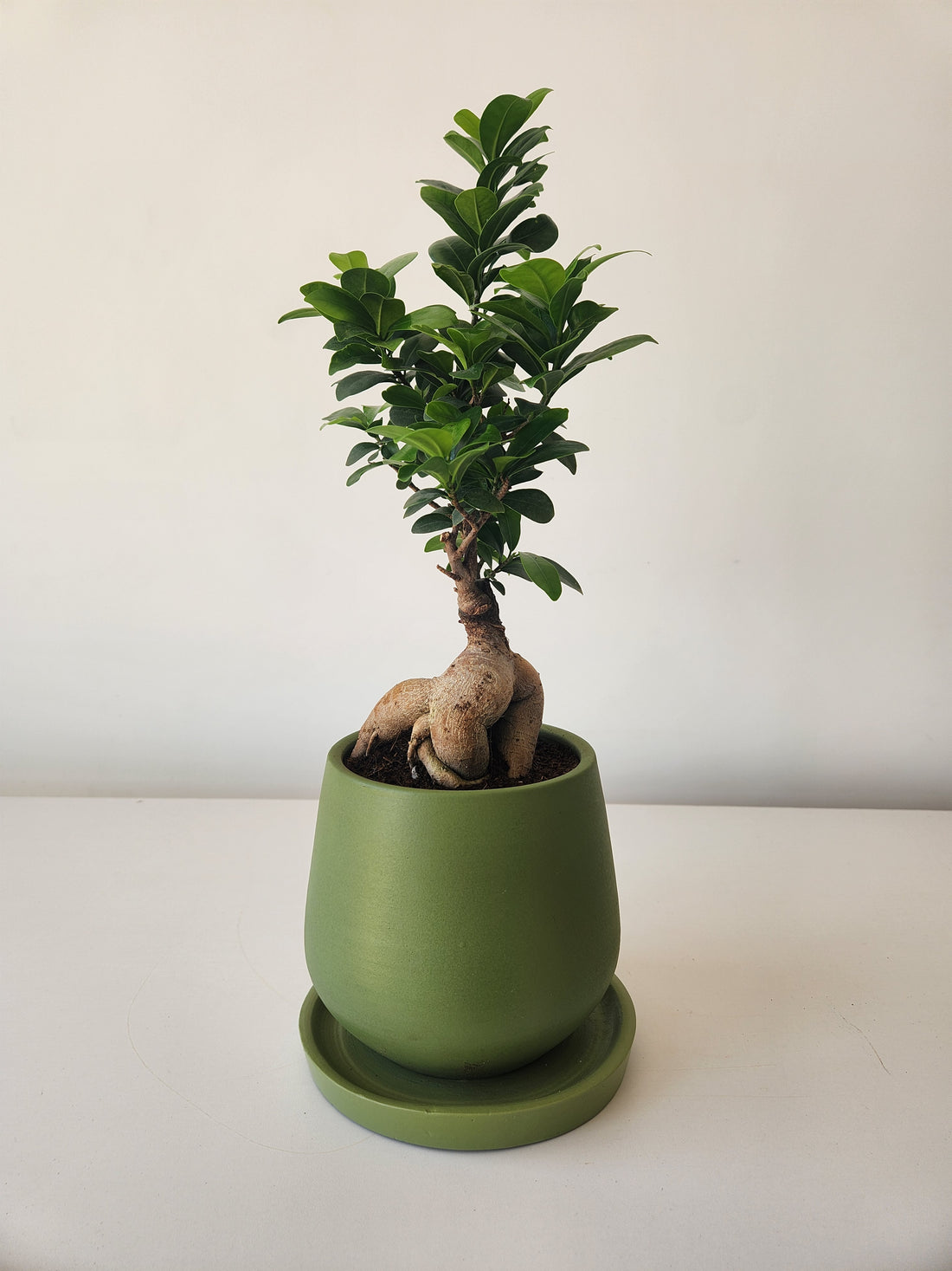 Ficus Bonsai