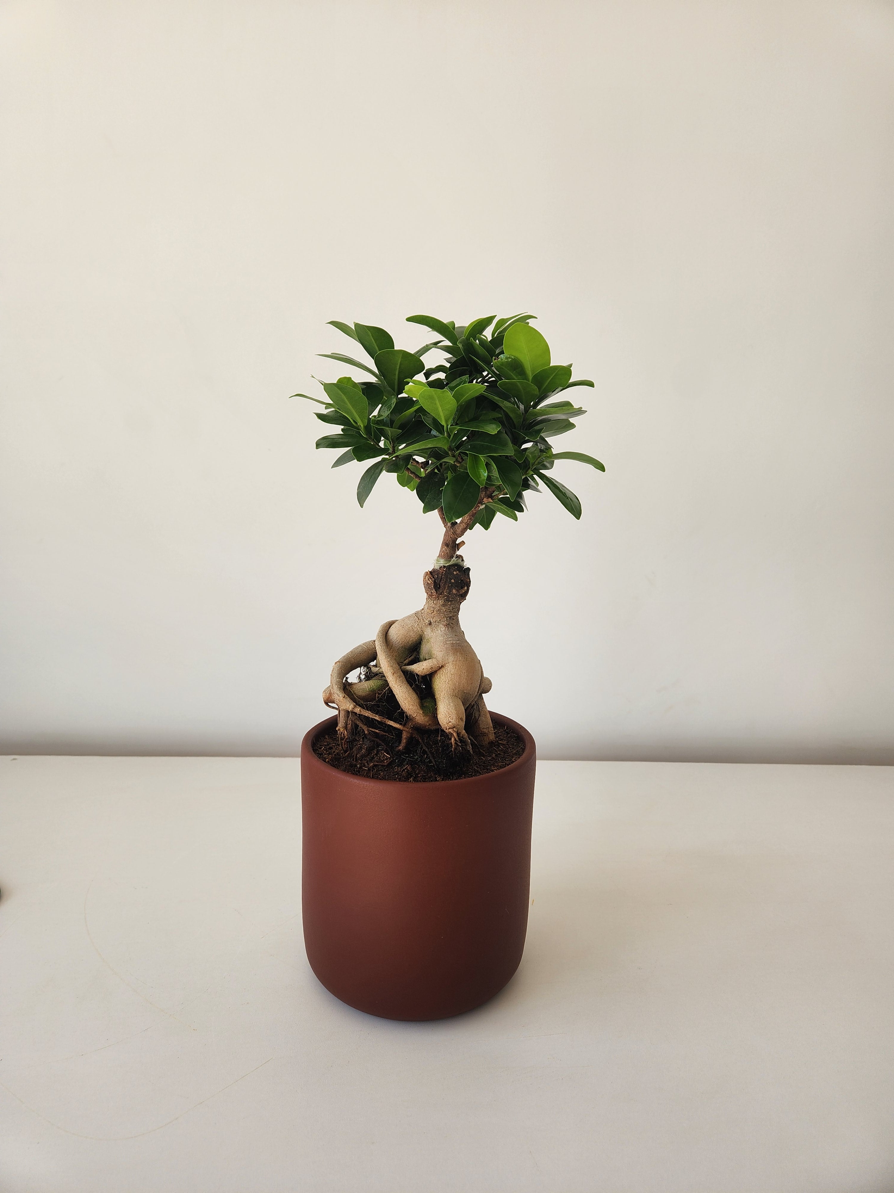 Ficus Bonsai