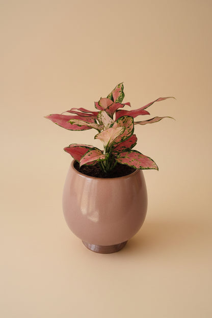 aglaonema pink dalmatian price Aglaonema Pink Dalmatian | Pink Indoor Plant