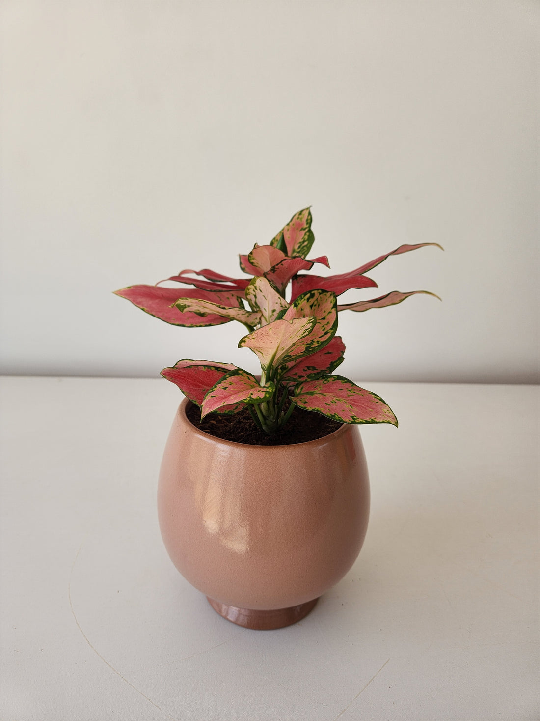 Aglaonema Pink Dalmatian