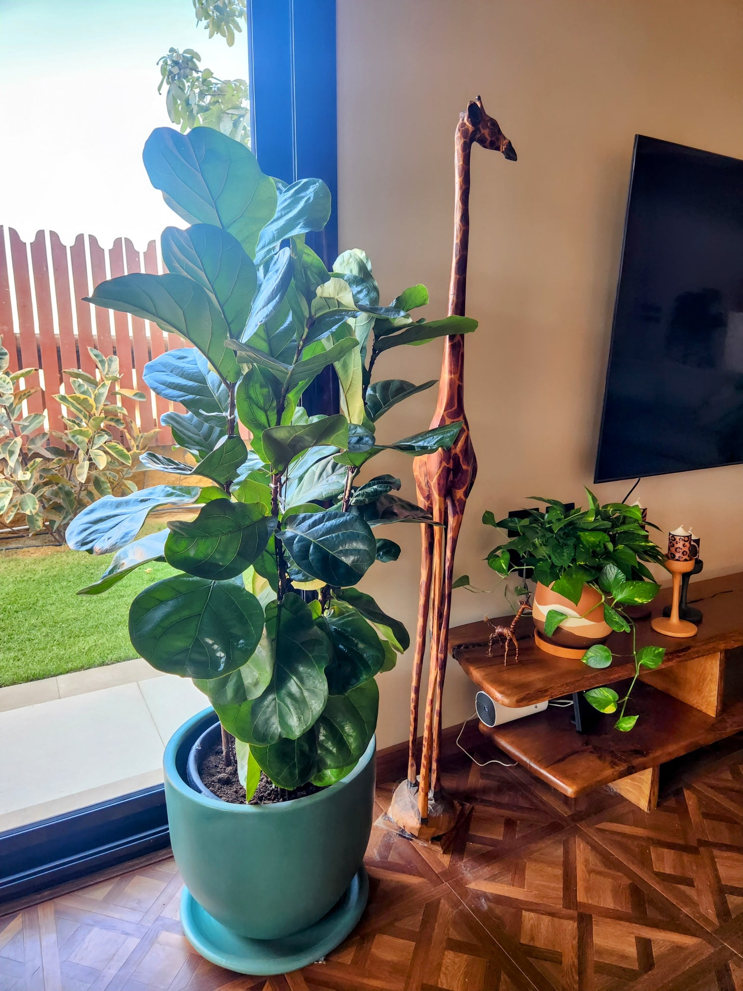 Fiddle leaf fig