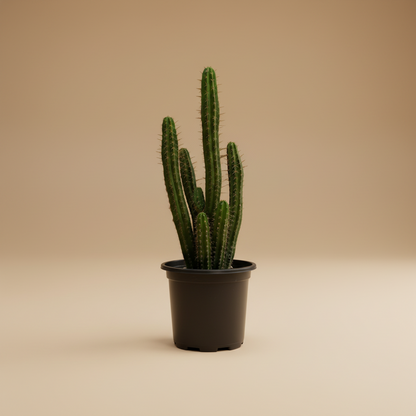 Stenocereus Griseus Cactus Large - Plantcultcairo