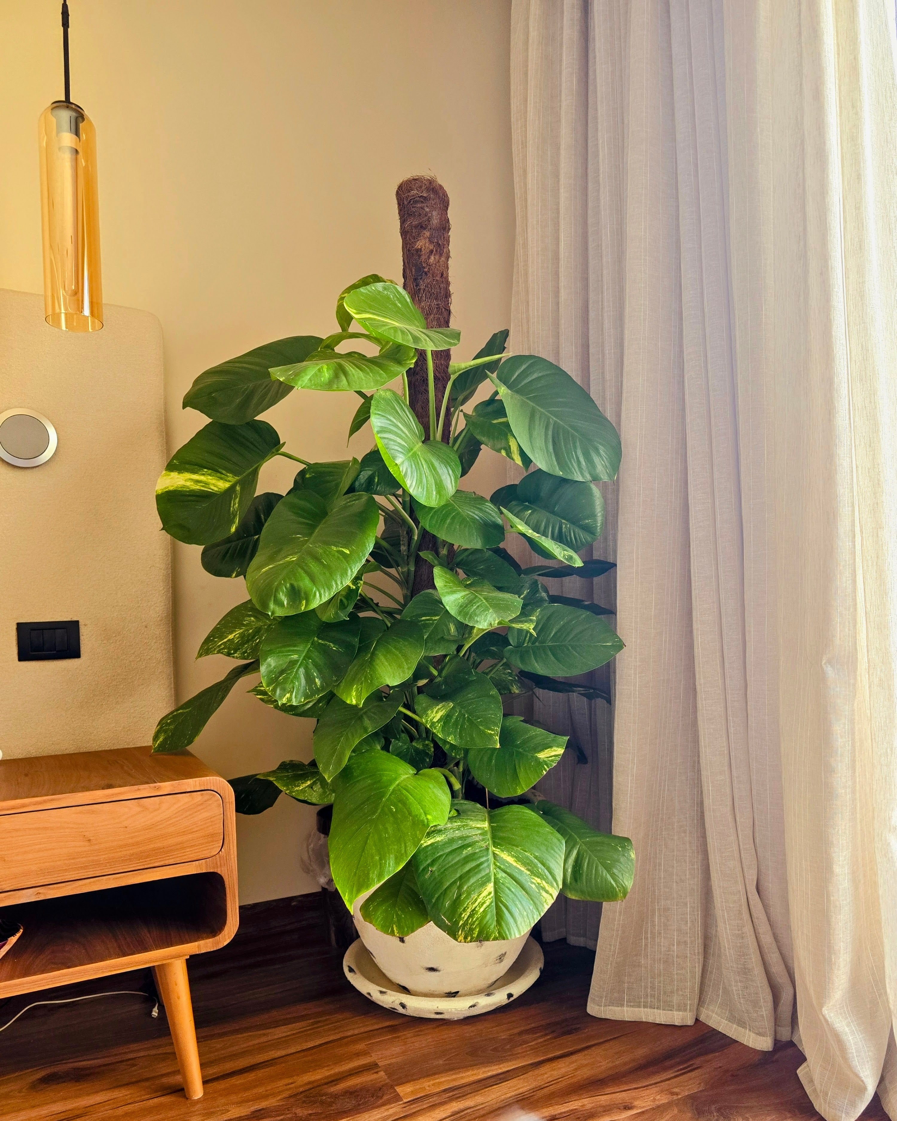 Pothos on a stick