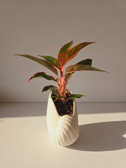 Red Aglaonema