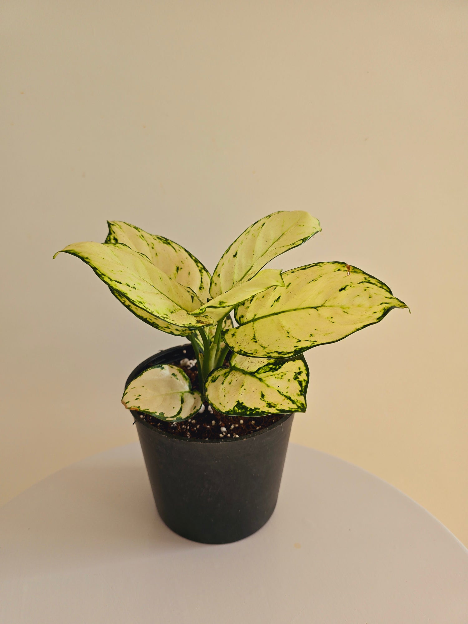 Aglaonema Super White