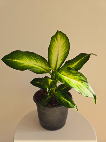 Dieffenbachia Camille