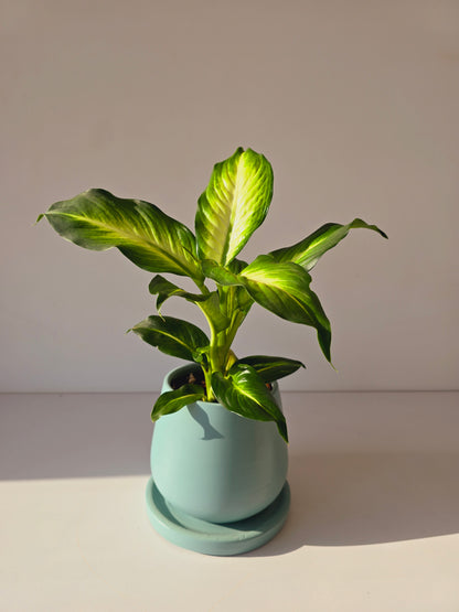 Dieffenbachia Camille