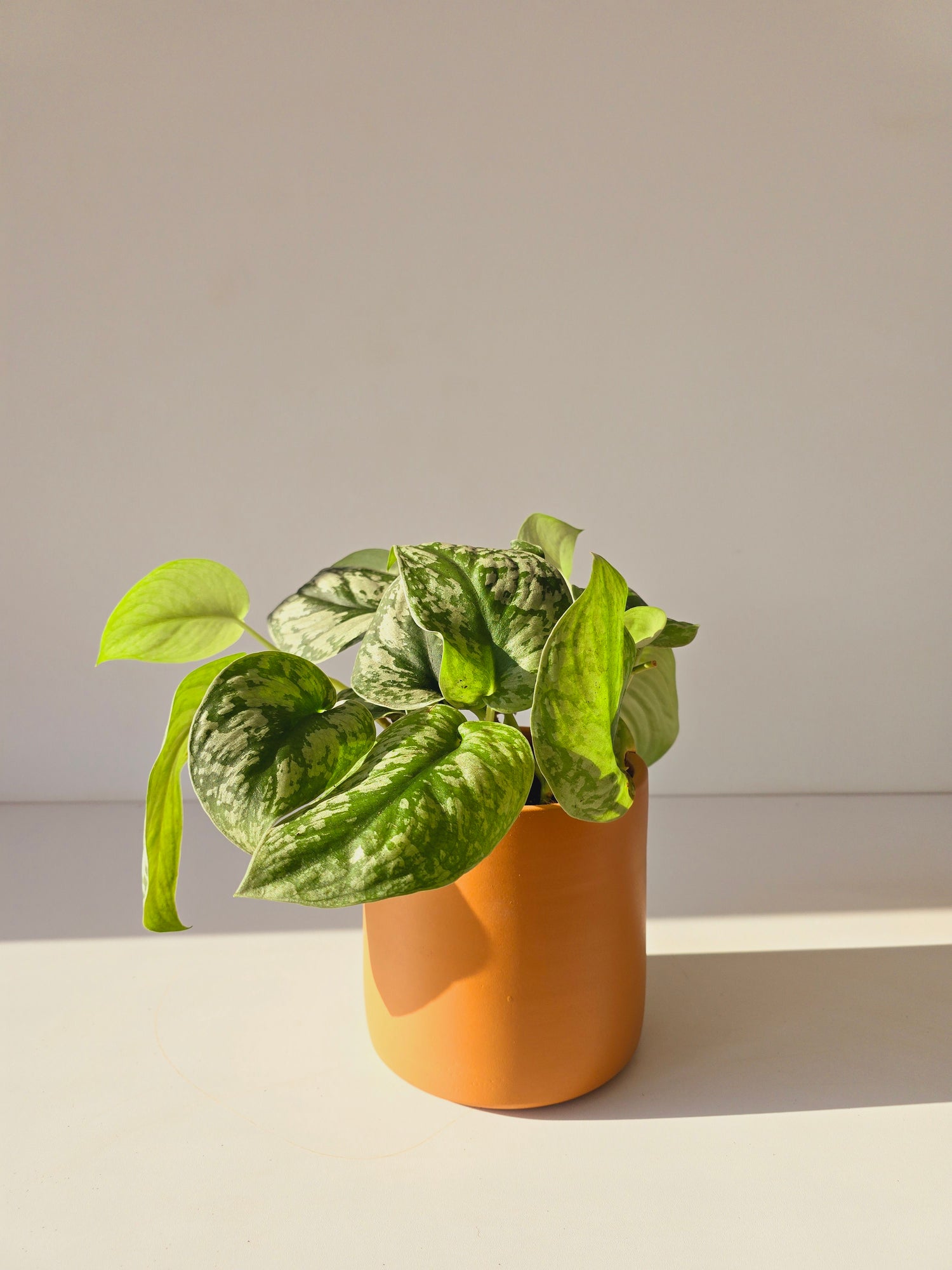 Silver Pothos