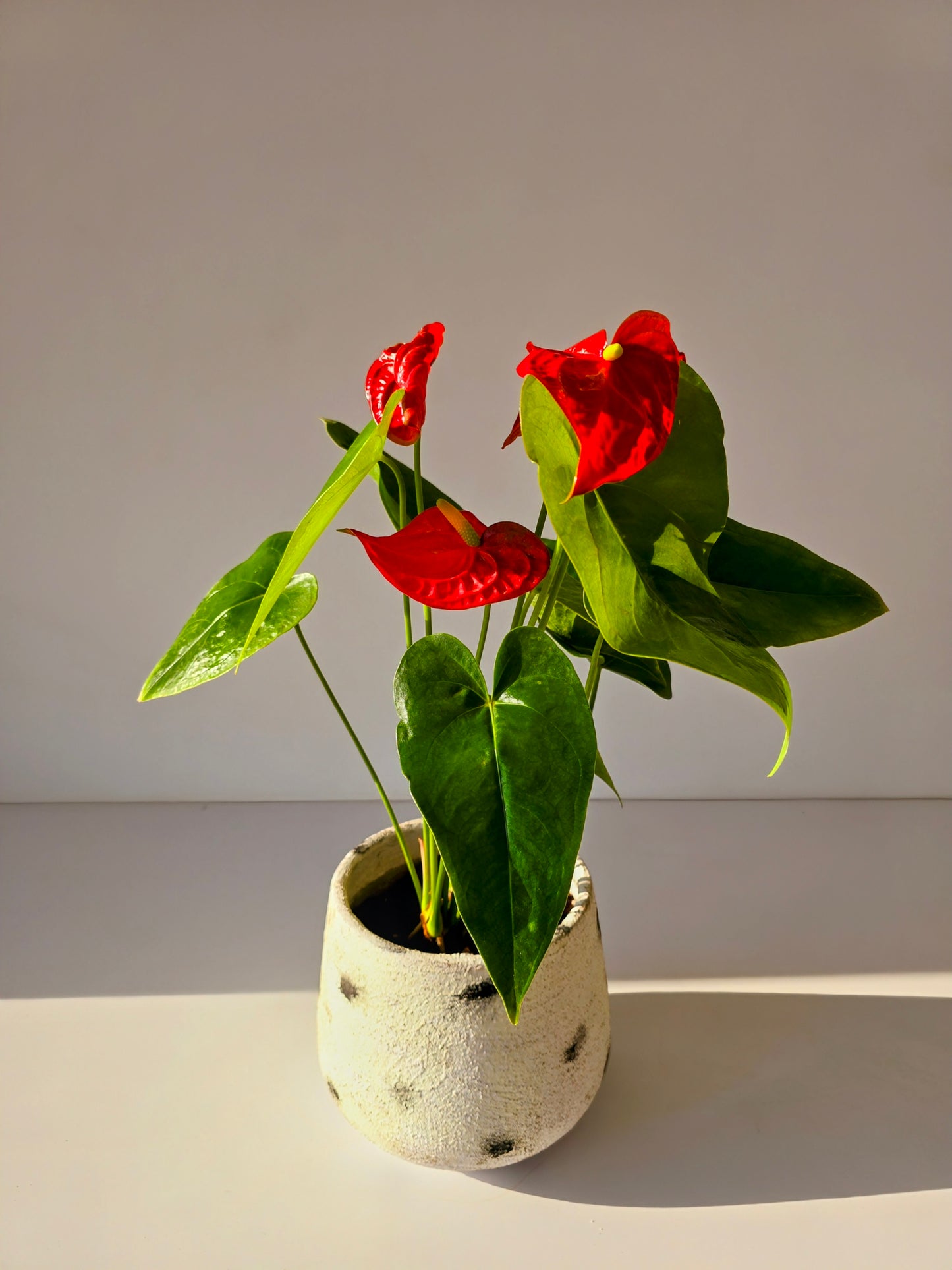 Red Anthurium