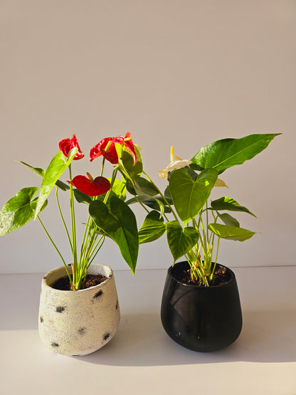 Red Anthurium