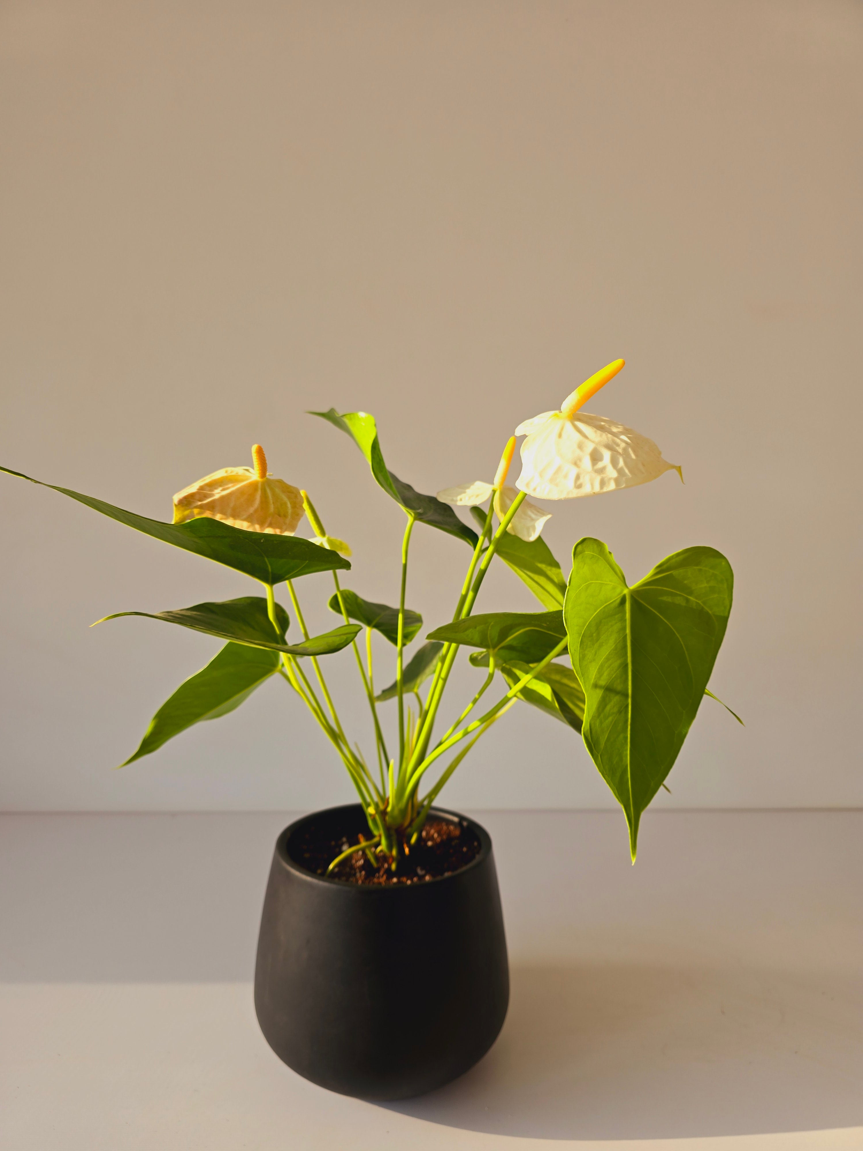 White Anthurium