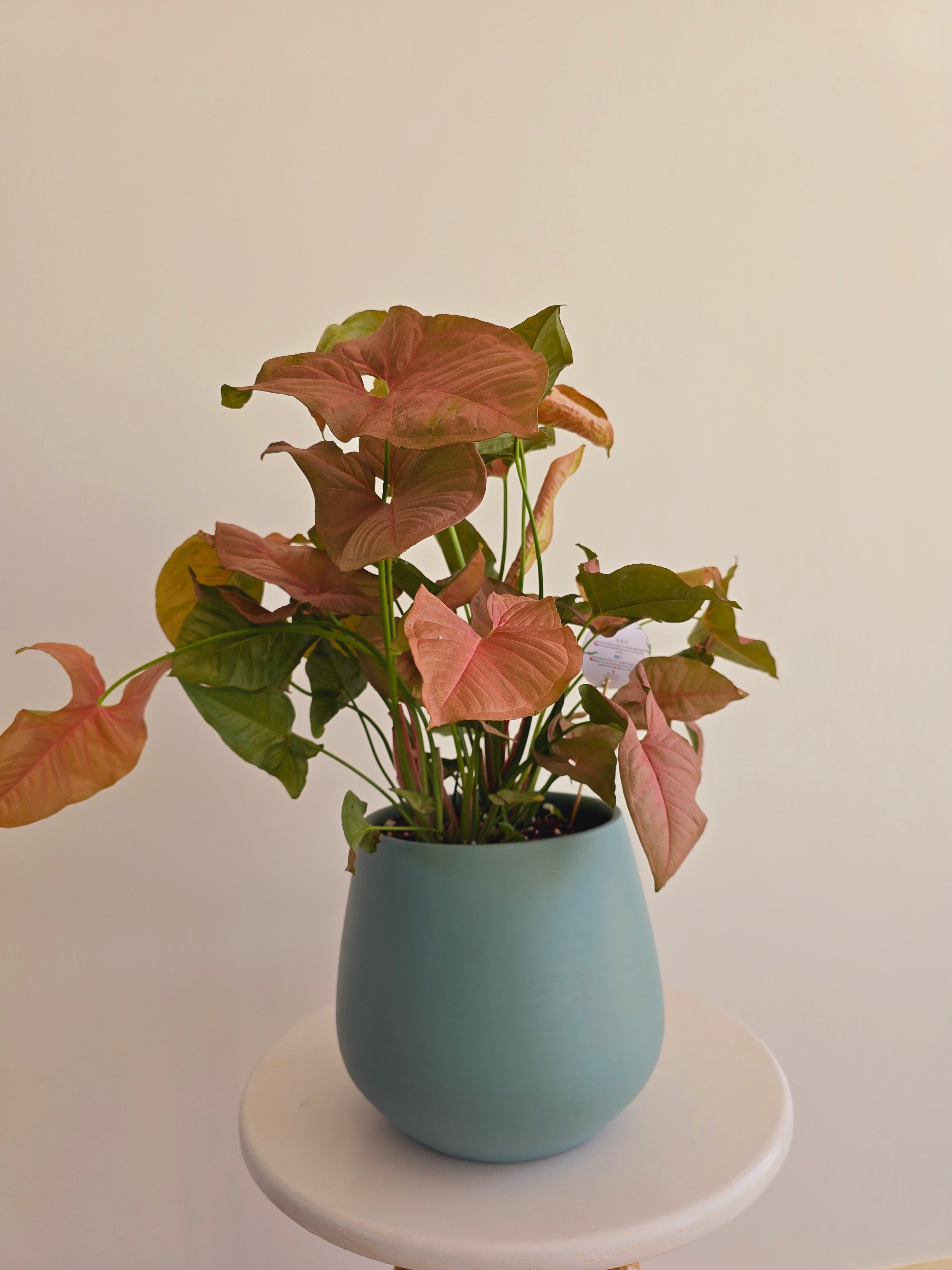 Pink Syngonium