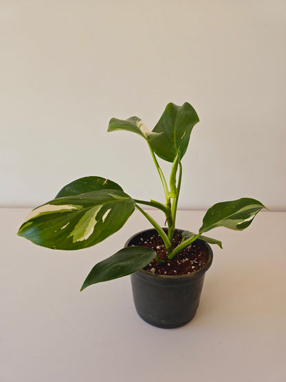 Philodendron White Princess