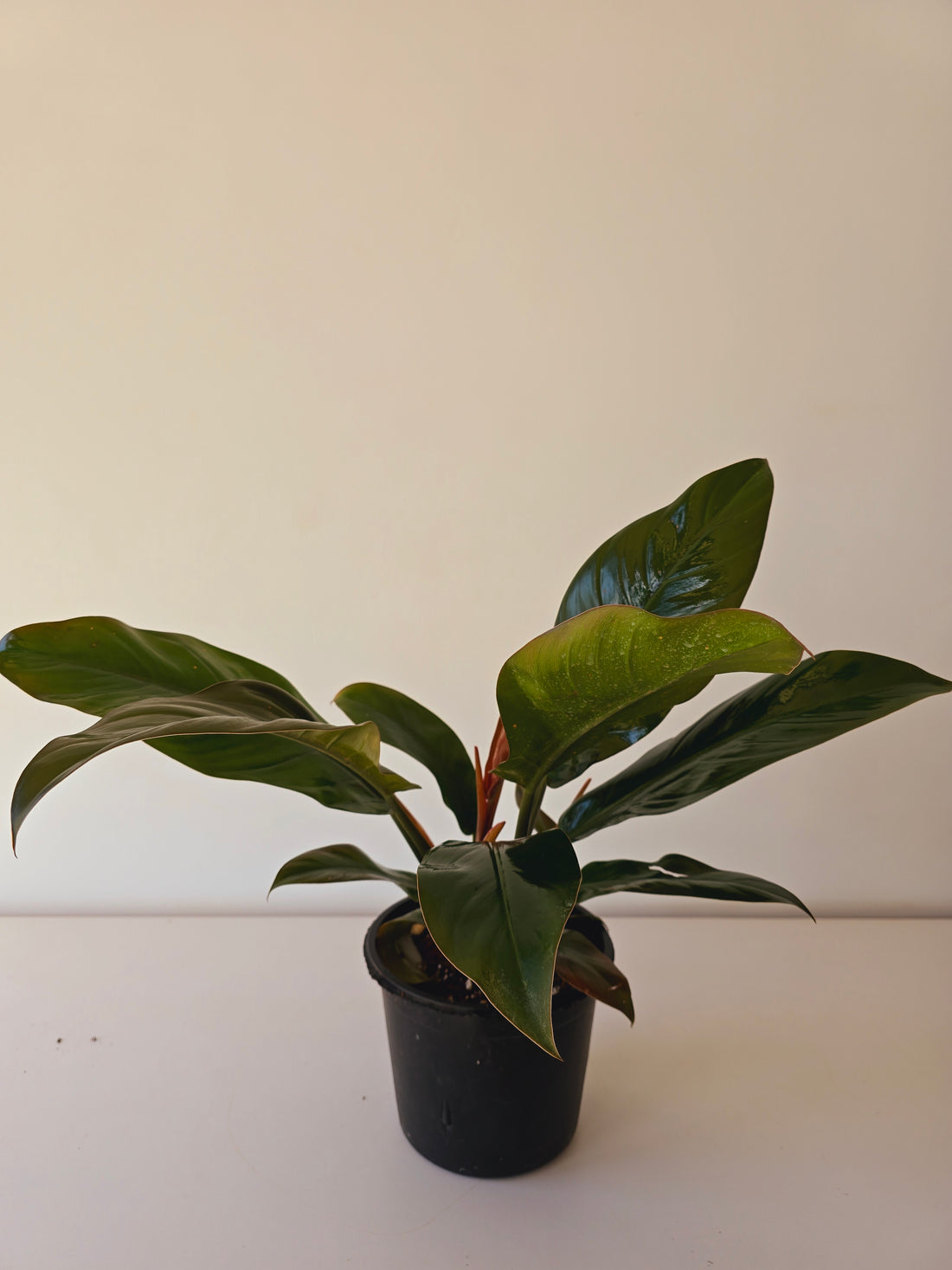 Philodendron Imperial Red