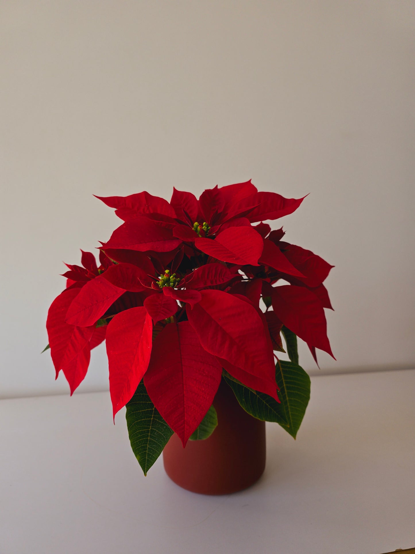 Christmas Poinsettia Bundles